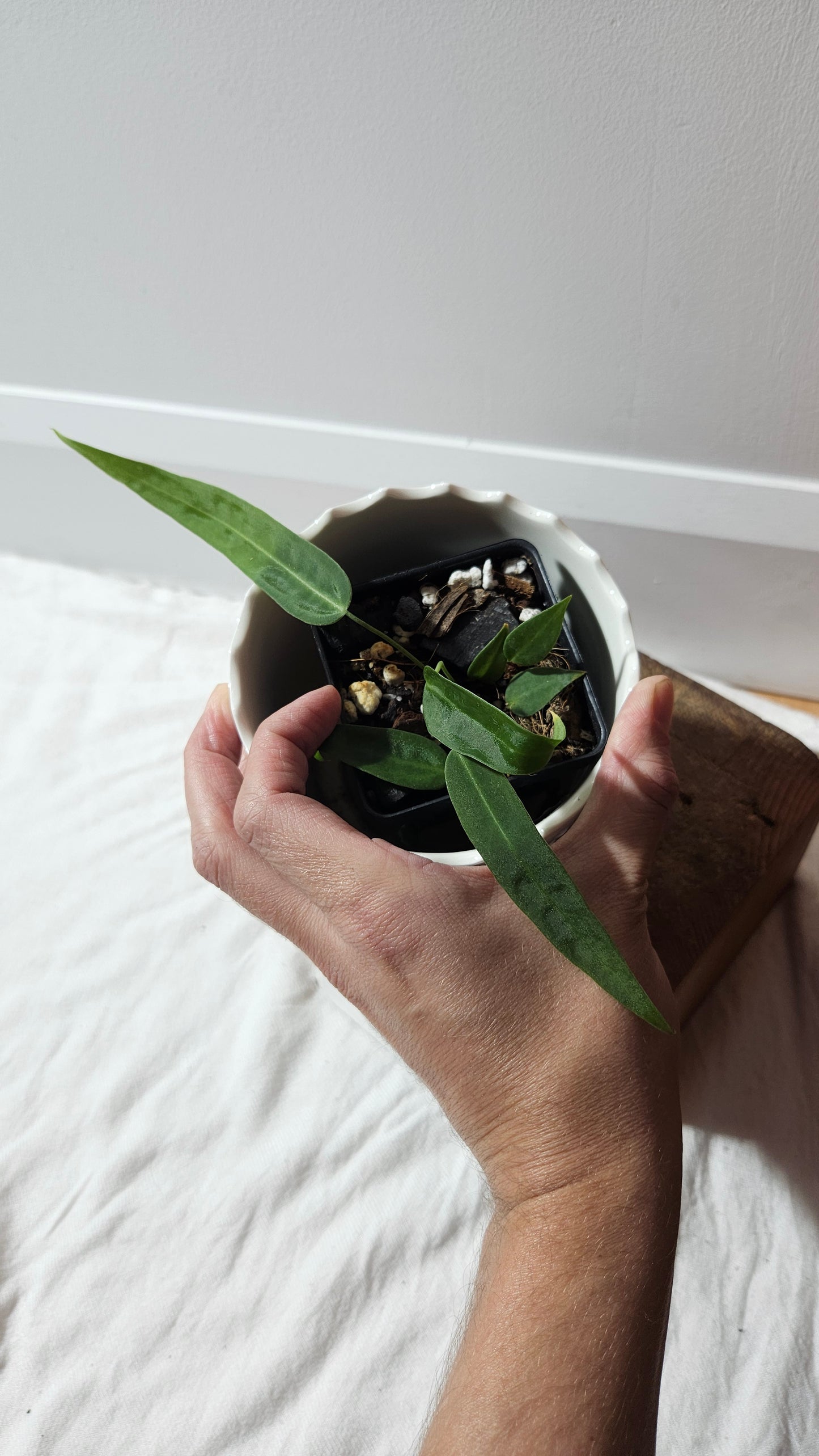 Anthurium Pallidiflorum Narrow "format PETIT"(ANT-598)
