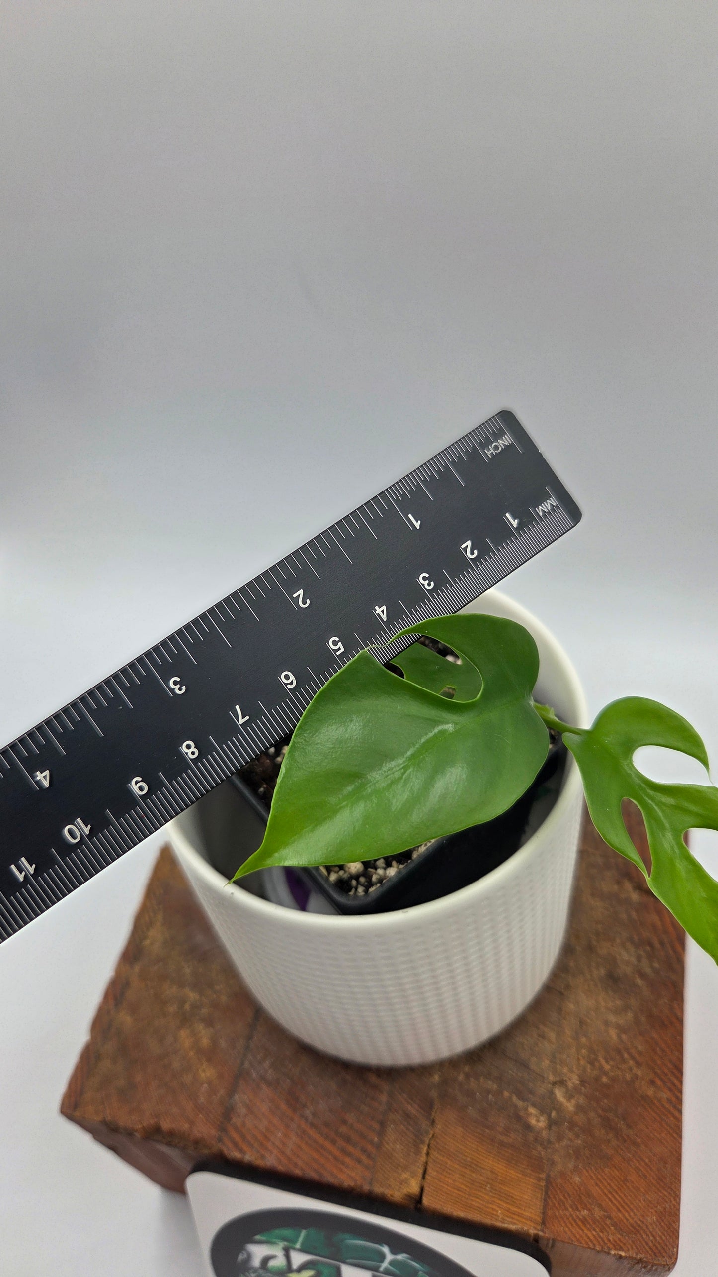 Rhaphidophora Tetrasperma Variegata REVERT (AUT-096)