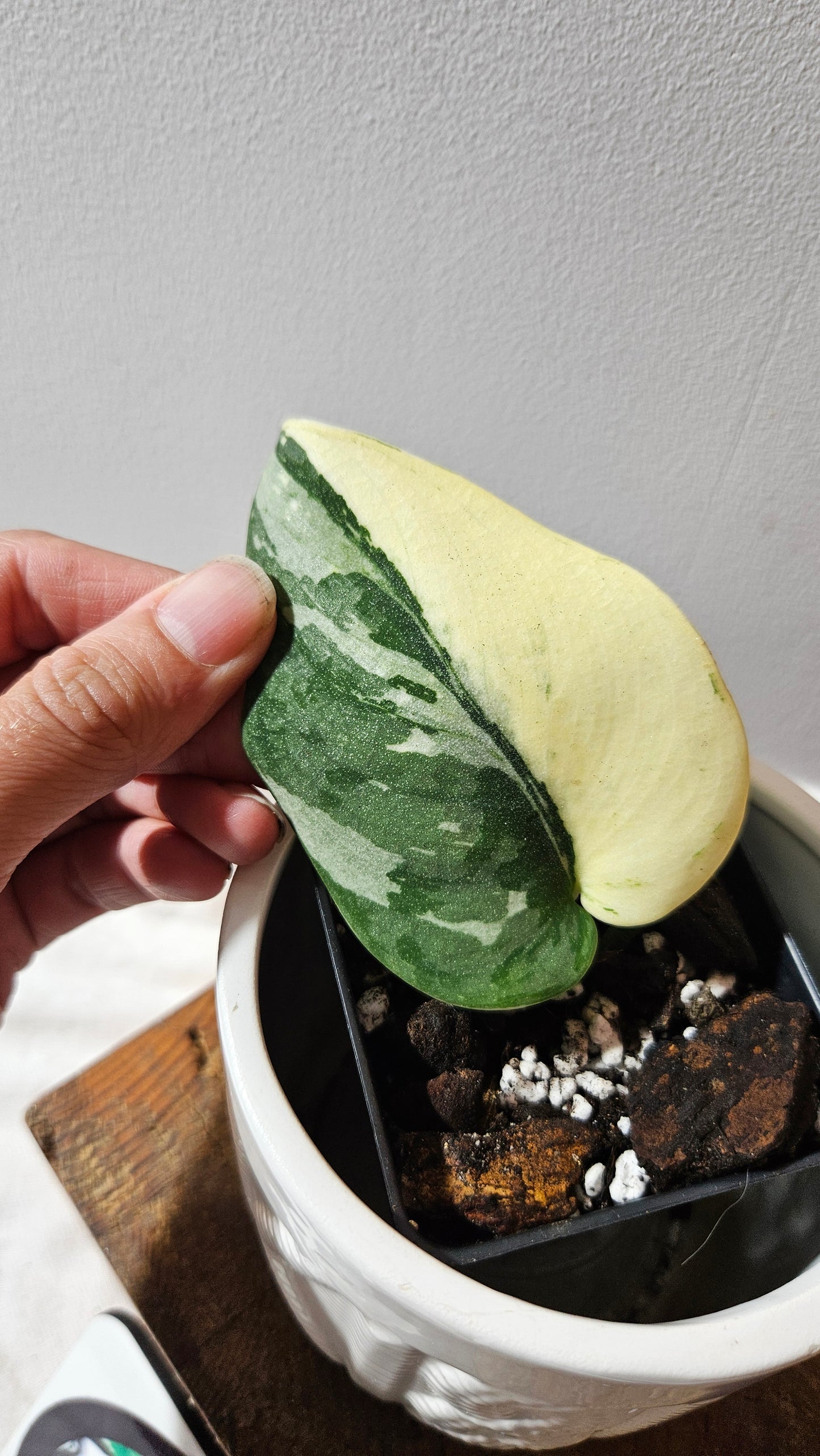 Scindapsus Bunaken (SCI-1181)