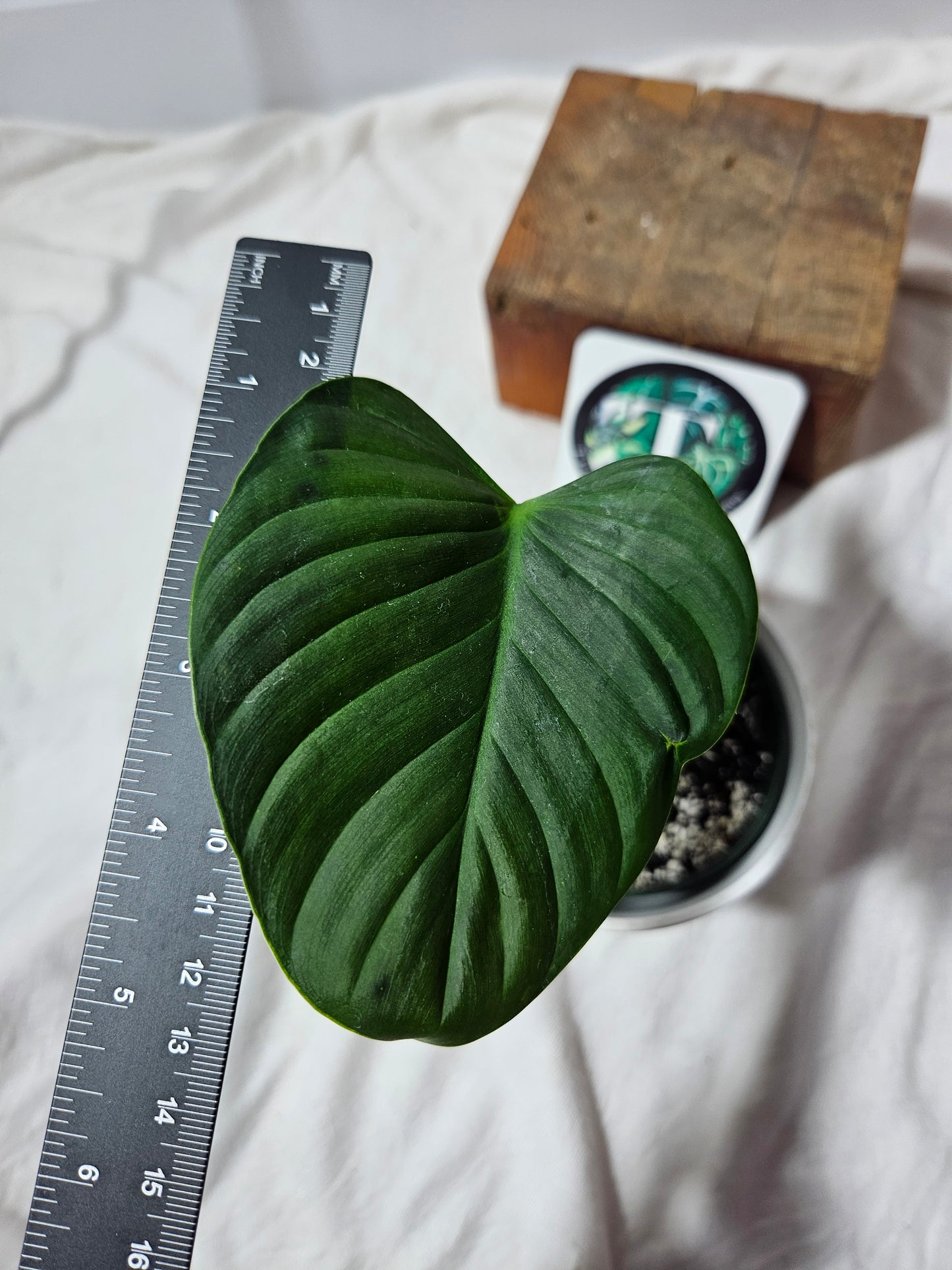 Philodendron Lynami Green (PHI-435)