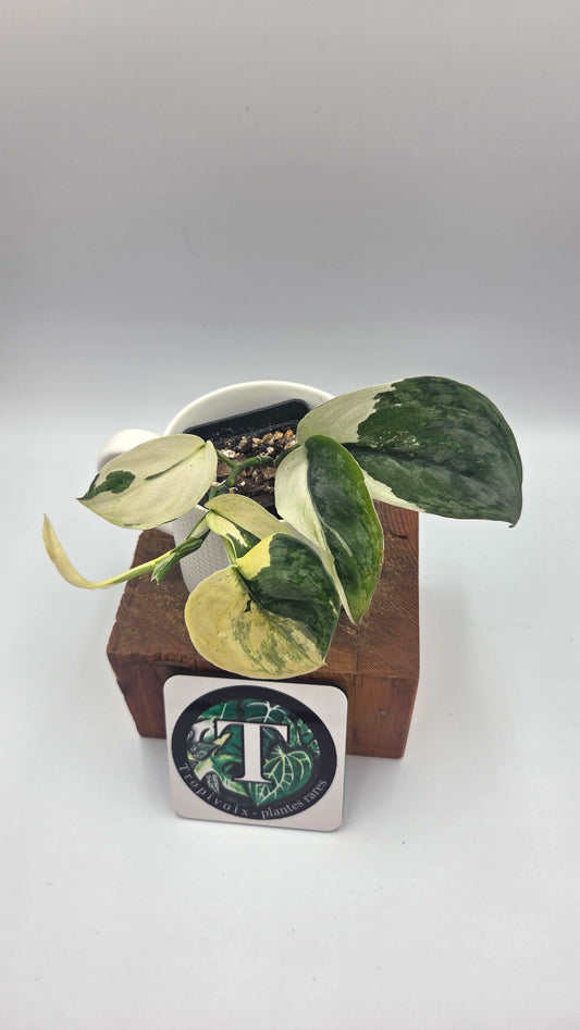 Scindapsus Silver Tattoo Variegata (SCI-1153)