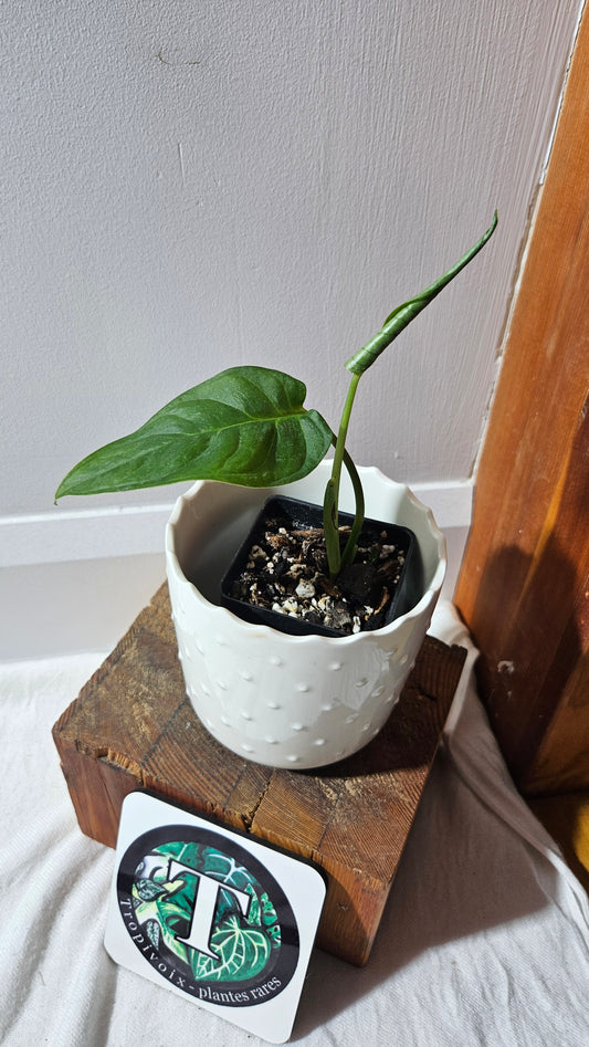 Monstera Obliqua Aff Esmeraldense Golden (MON-439)
