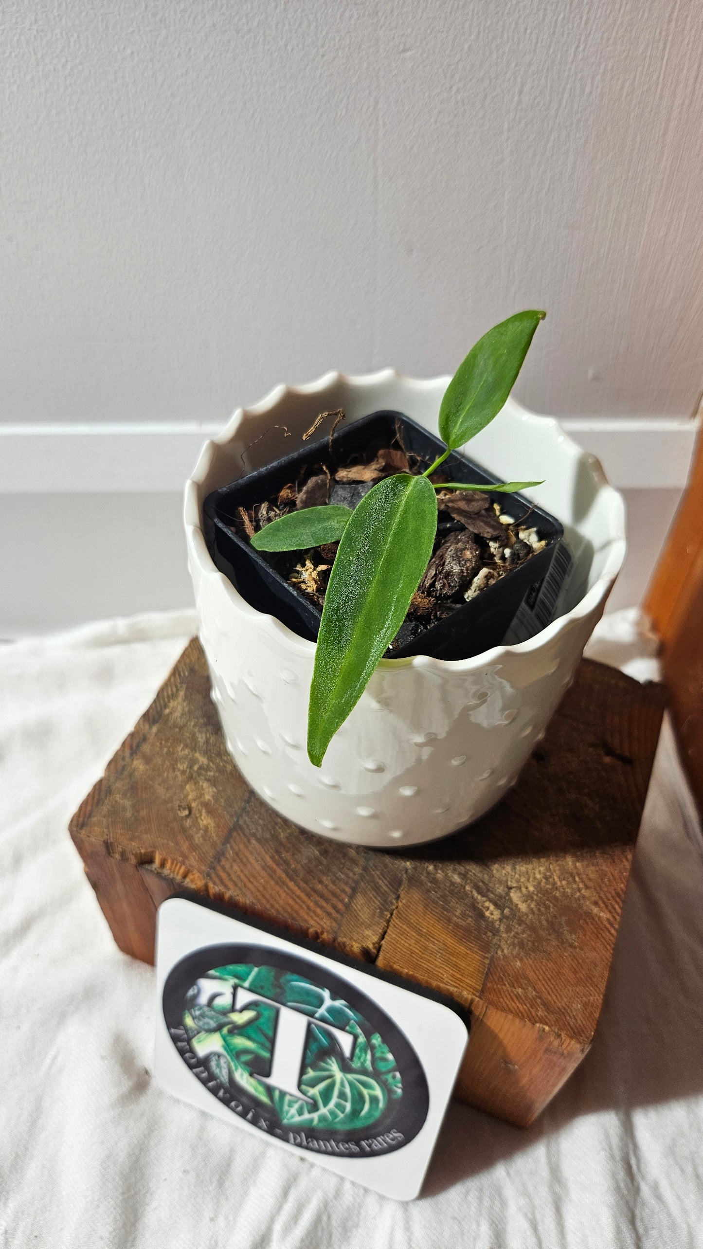 Anthurium Pallidiflorum Narrow "format SEEDLING"(ANT-584)