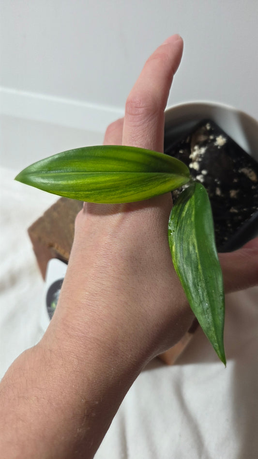 Epipremnum Amplissinum Variegata (EPI-231)