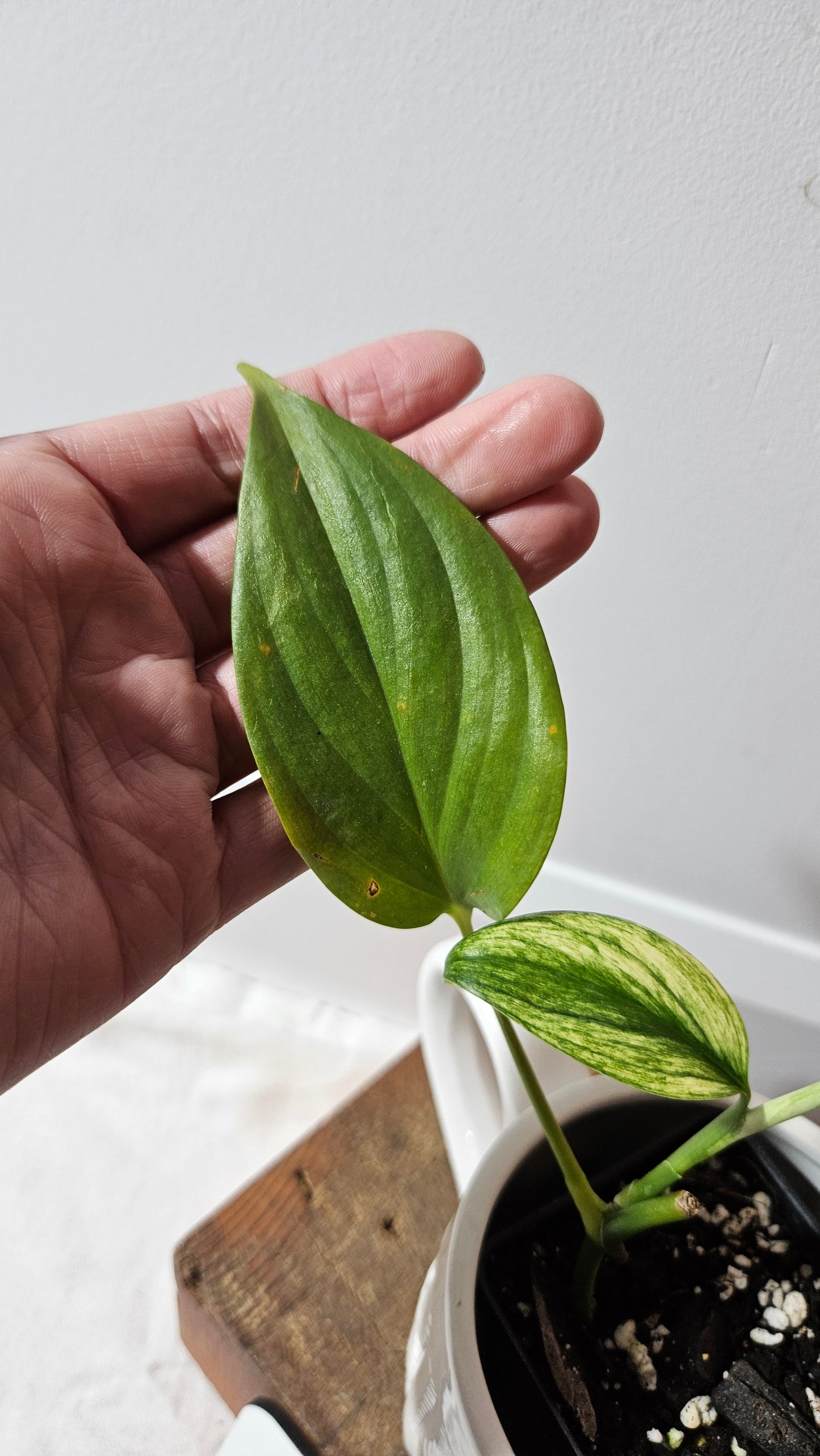 Scindapsus Longistipitatum Mint (SCI-1315)