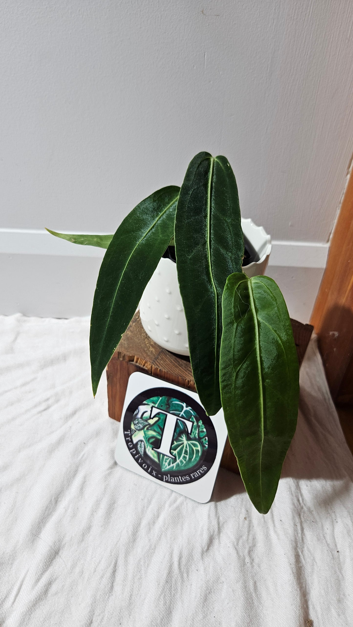 Anthurium Warocqueanum Dark "format MOYEN"(ANT-603)