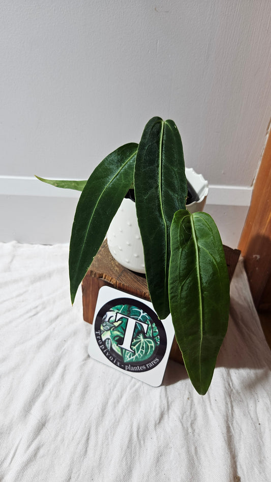 Anthurium Warocqueanum Dark "format MOYEN"(ANT-603)