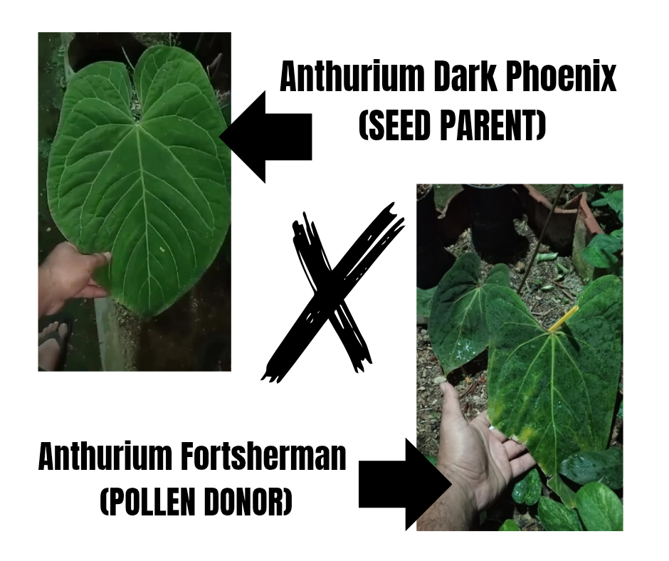 Anthurium Dark Phoenix X Fortsherman "format SEEDLING"