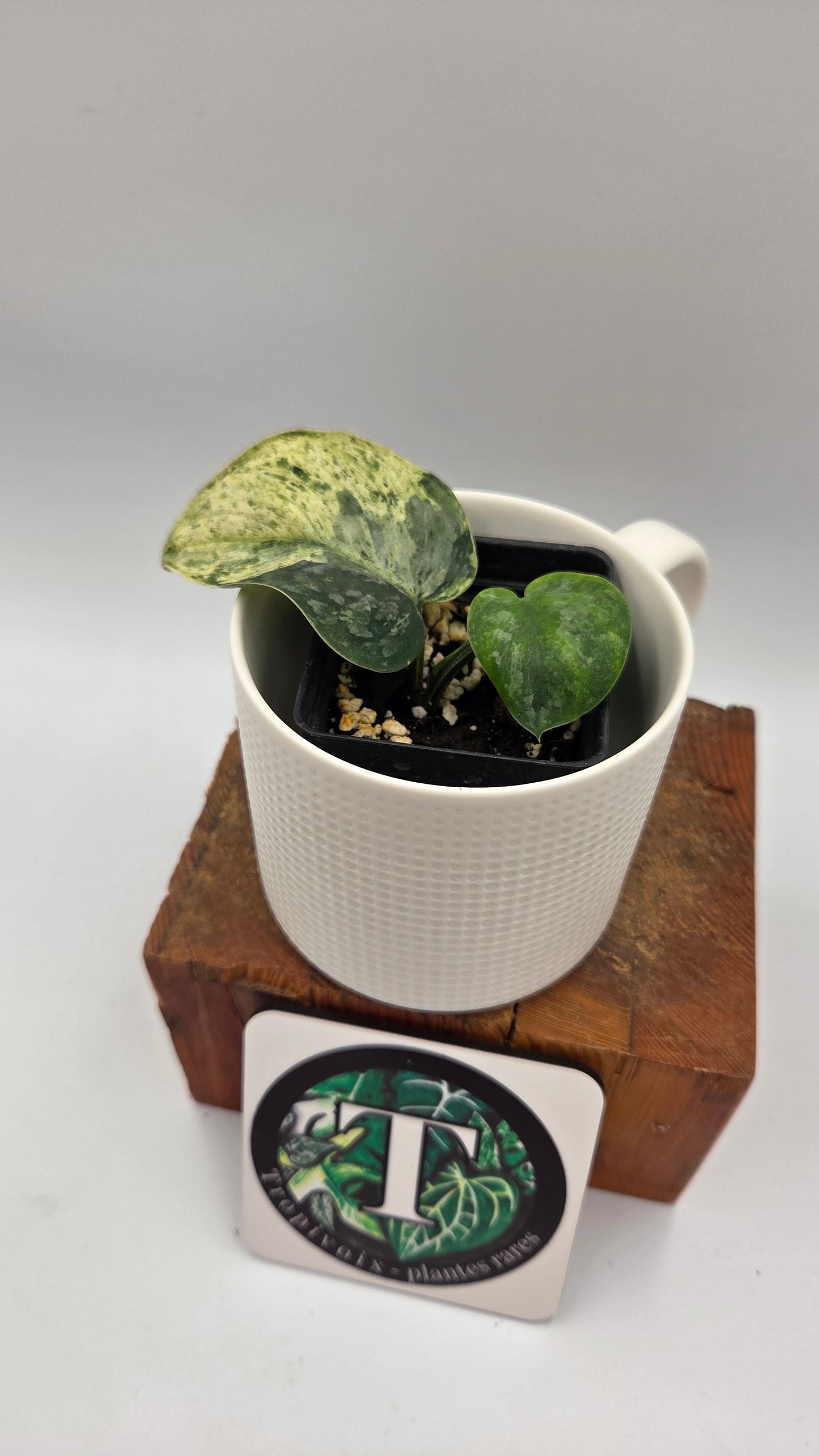 Scindapsus Silver Cloud mutation (SCI-1090)