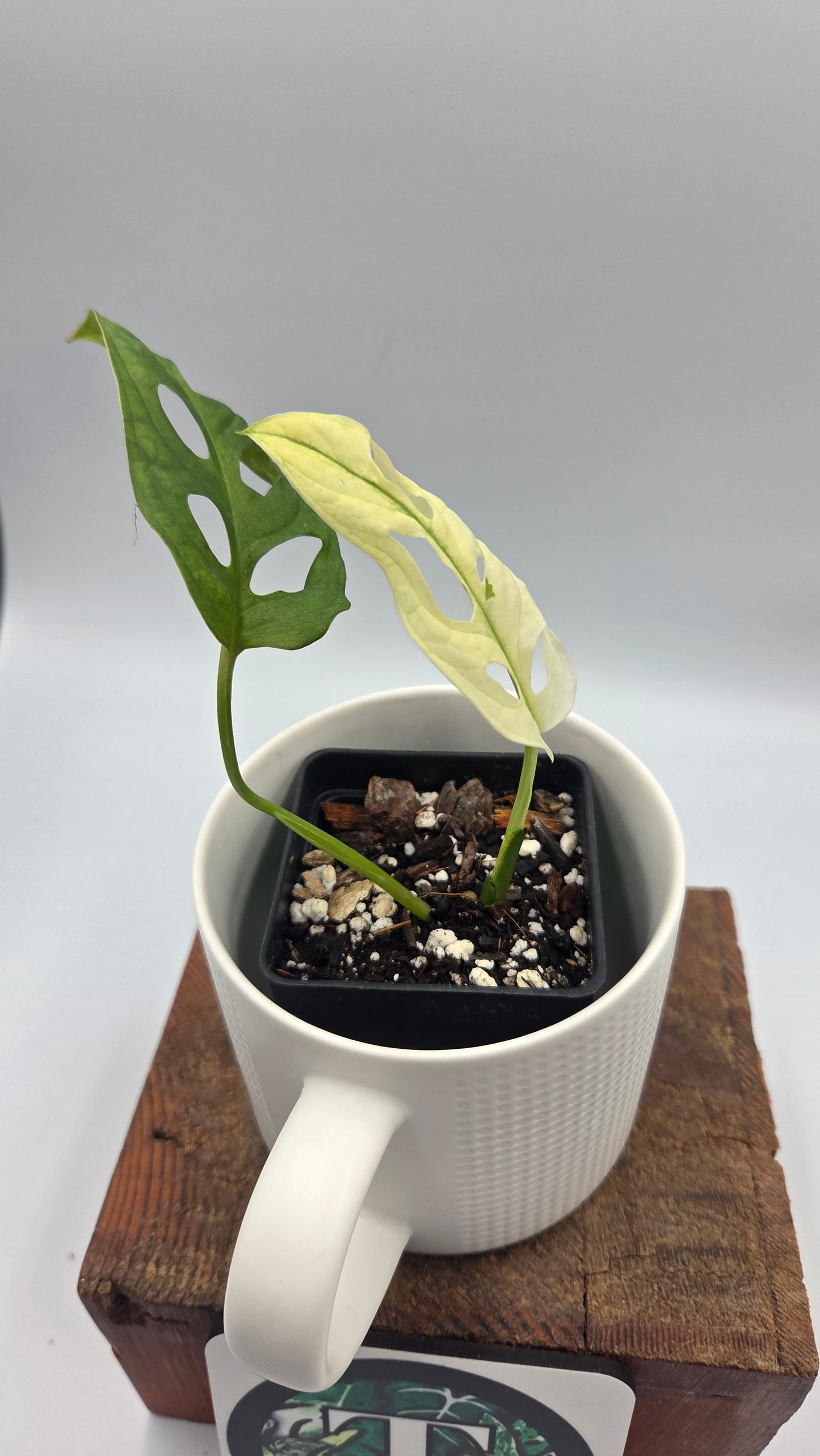 Monstera Andasonii Archipelago Ghost (MON-565)