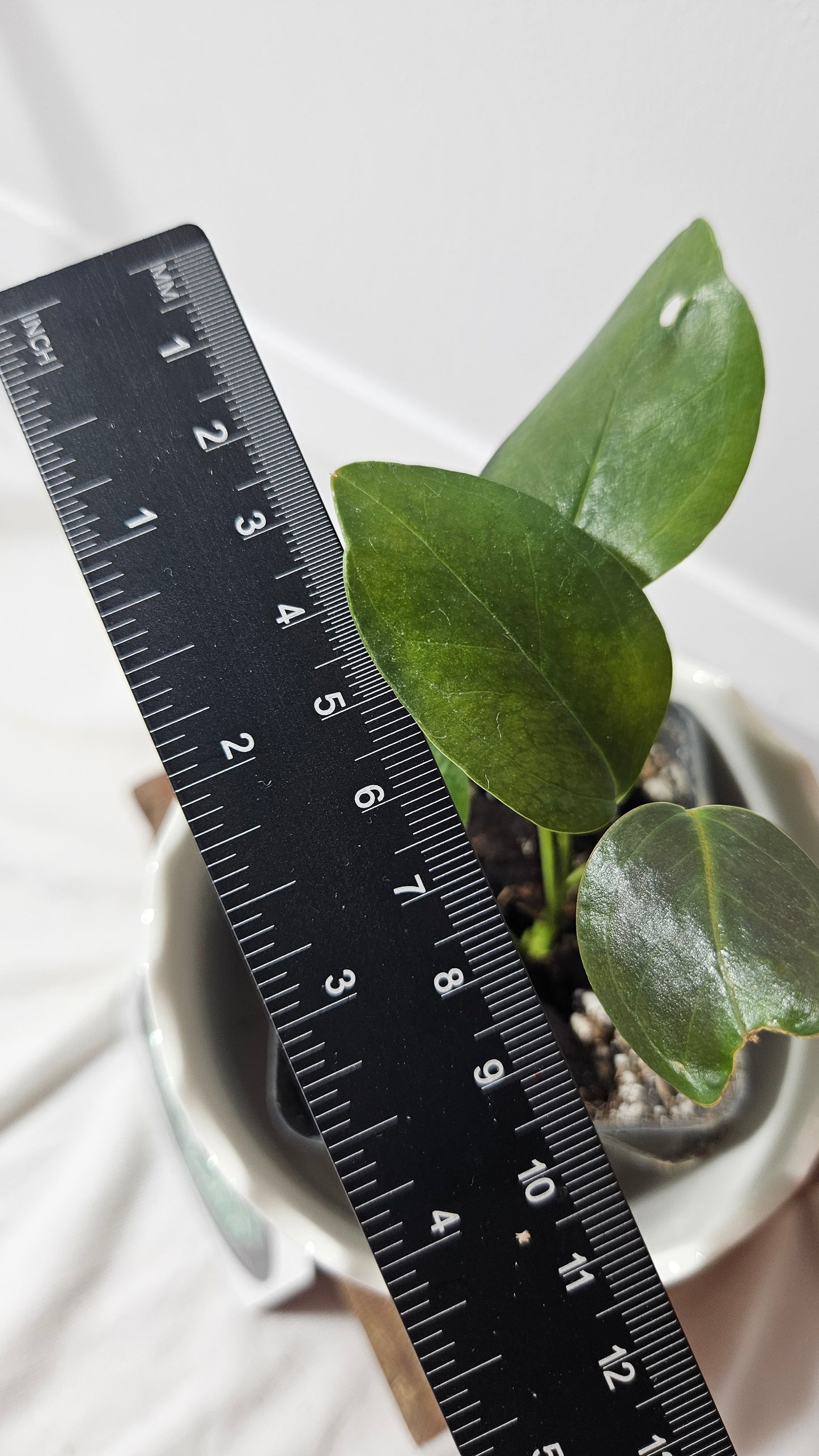 Anthurium Lingua "Format PETIT" (ANT-210)