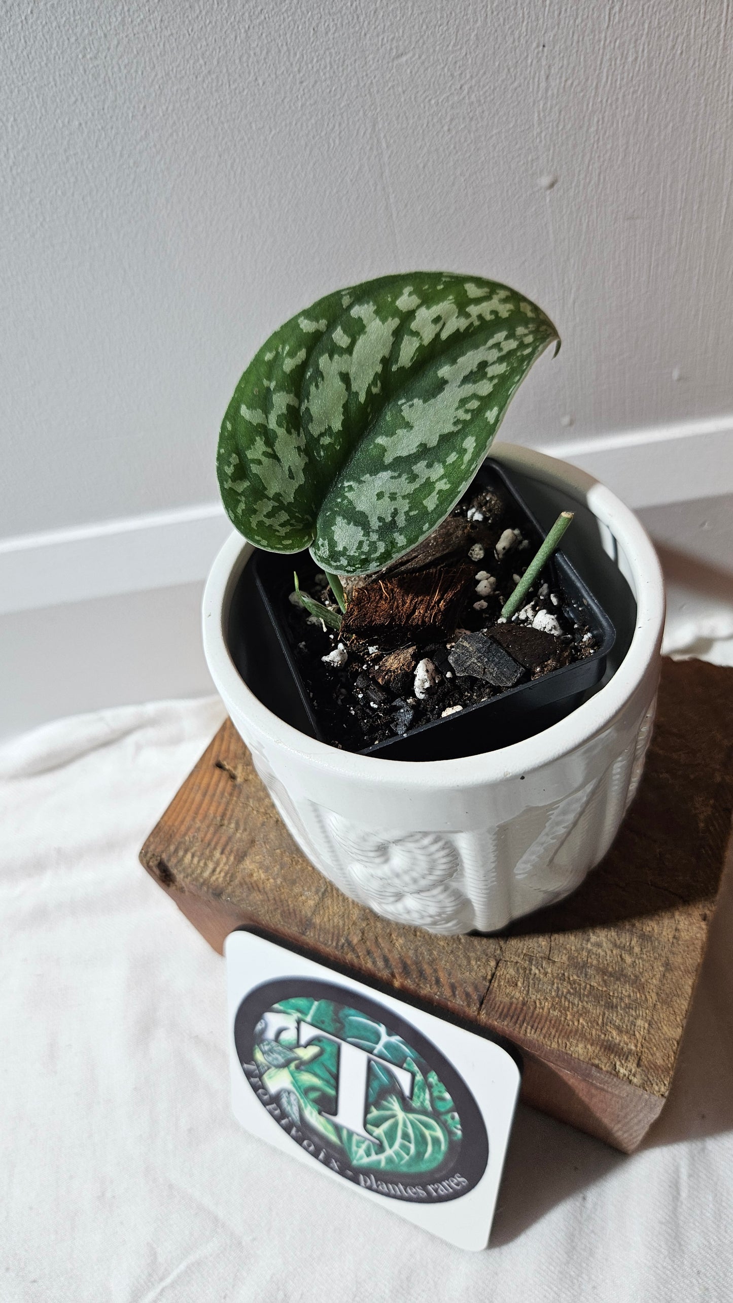 Scindapsus Silver Queen (SCI-1041)