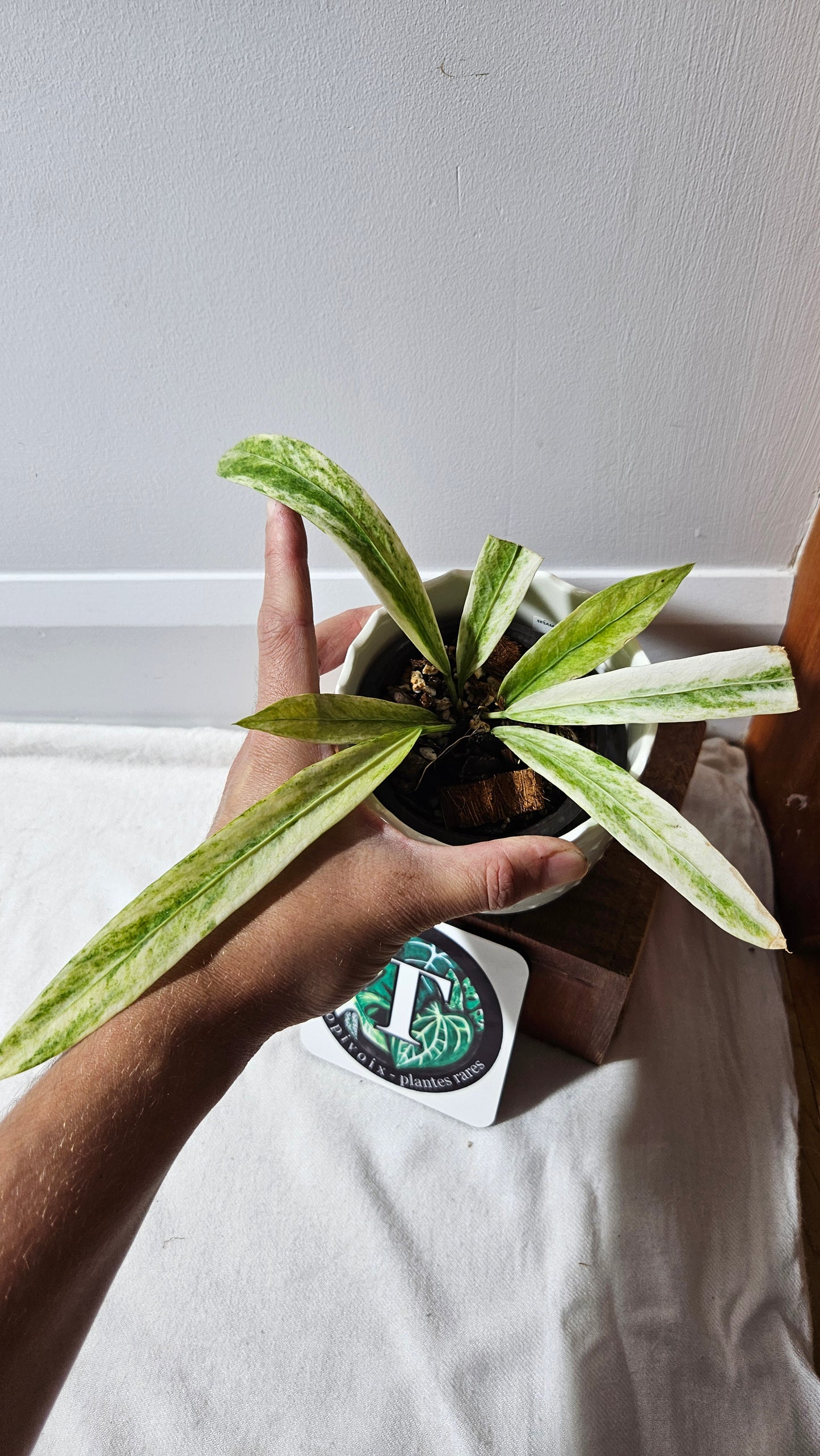 Anthurium Vittarifolium Variegata "format PETIT" (ANT-557)