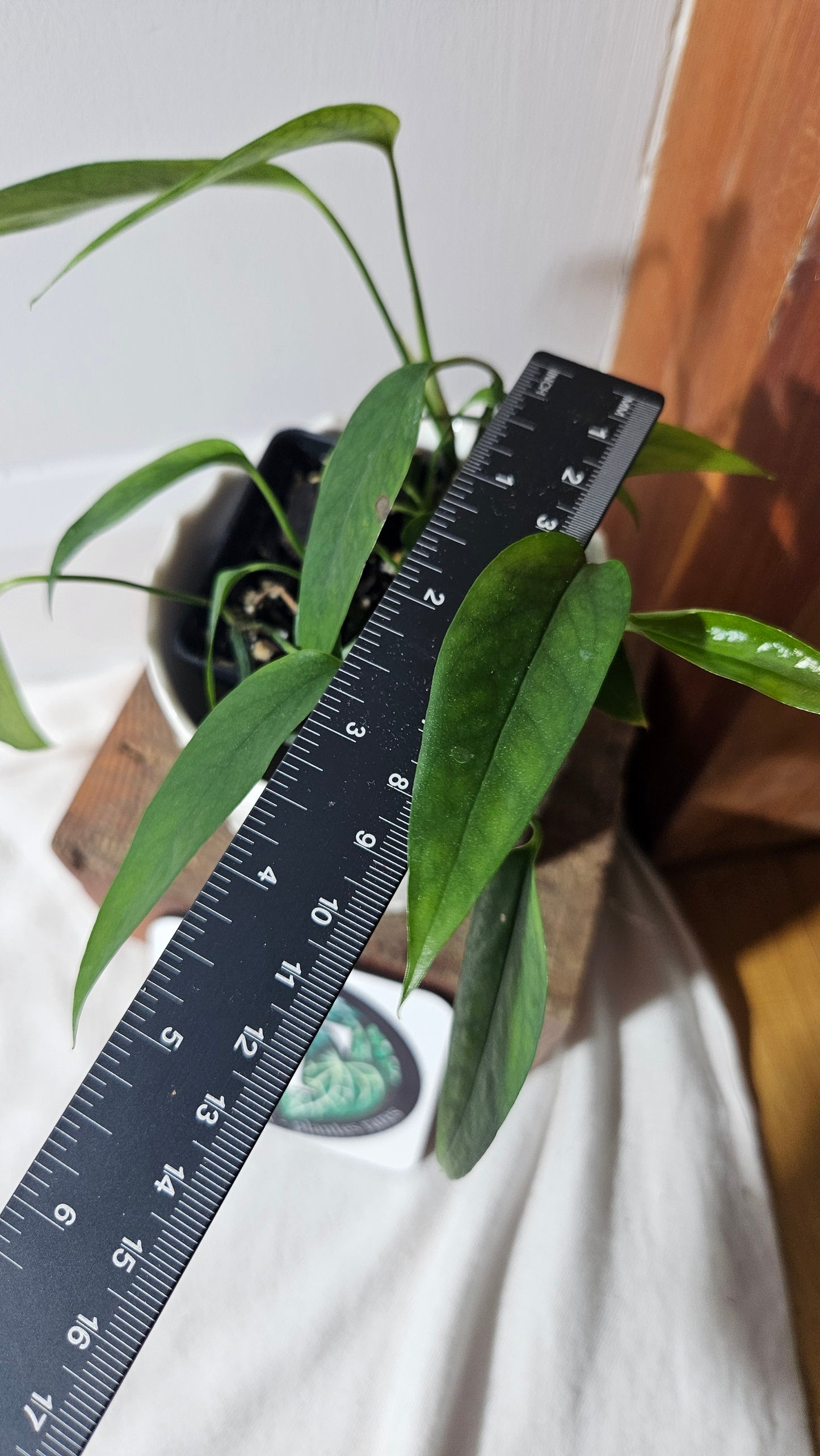 Epipremnum Squeletton Key (EPI-161)