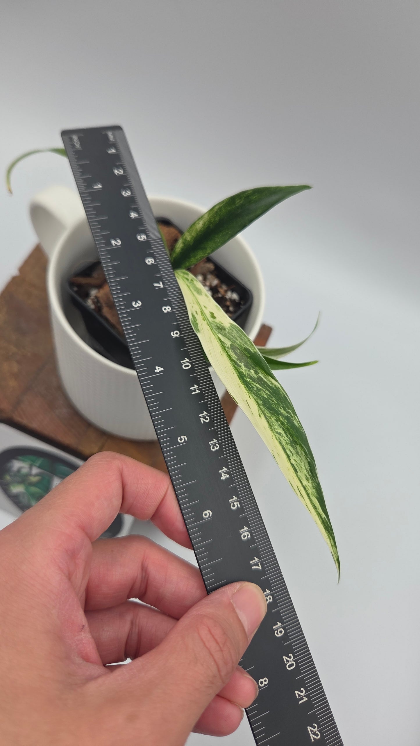Rhaphidophora Megasperma Variegata (AUT-097)
