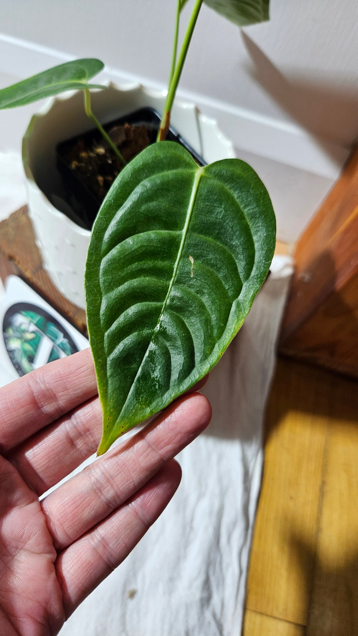 Anthurium Veitchii Narrow "format MOYEN" (ANT-606)