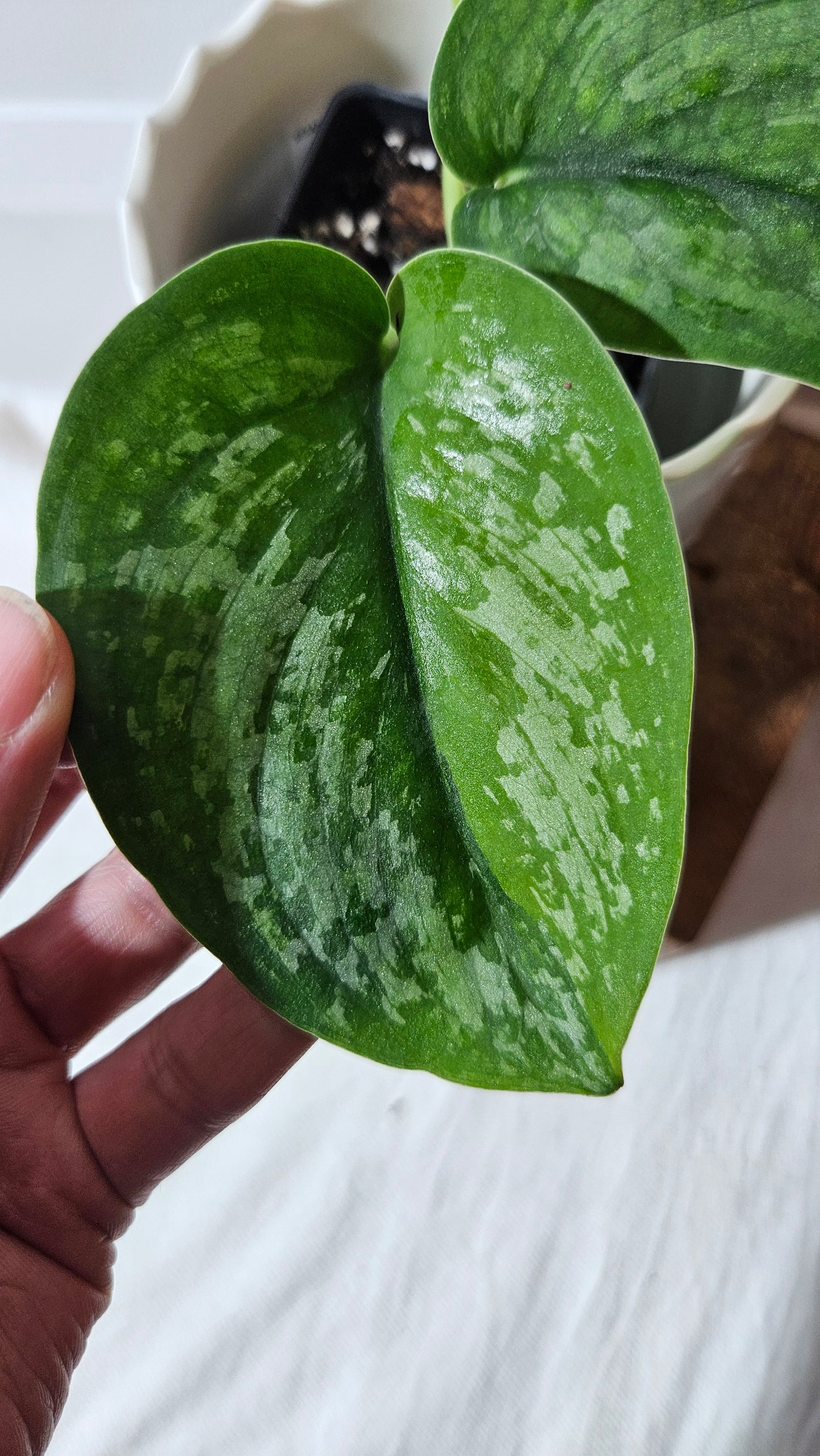 Scindapsus Exotica "Green on green" (SCI-984)