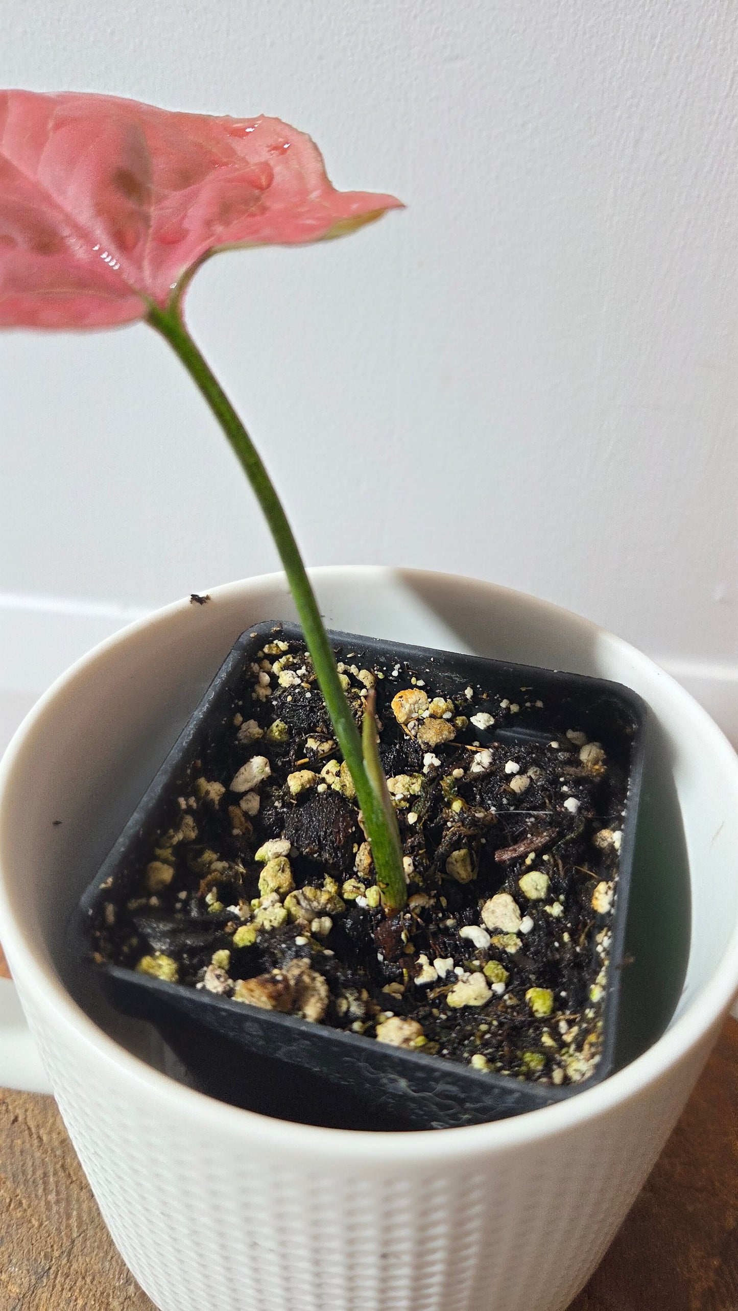 Syngonium Orm Nak Red (SYN-495)
