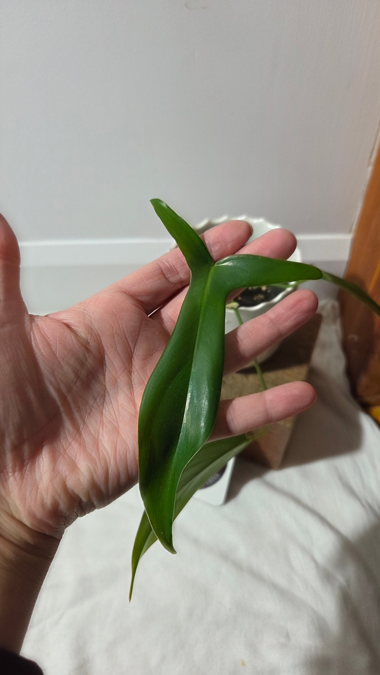 Philodendron Gladhands (PHI-960)