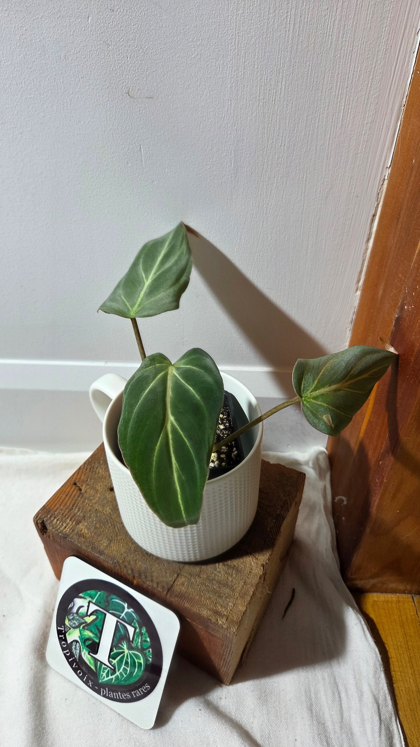 Philodendron Gloriosum Zebra (PHI-997)