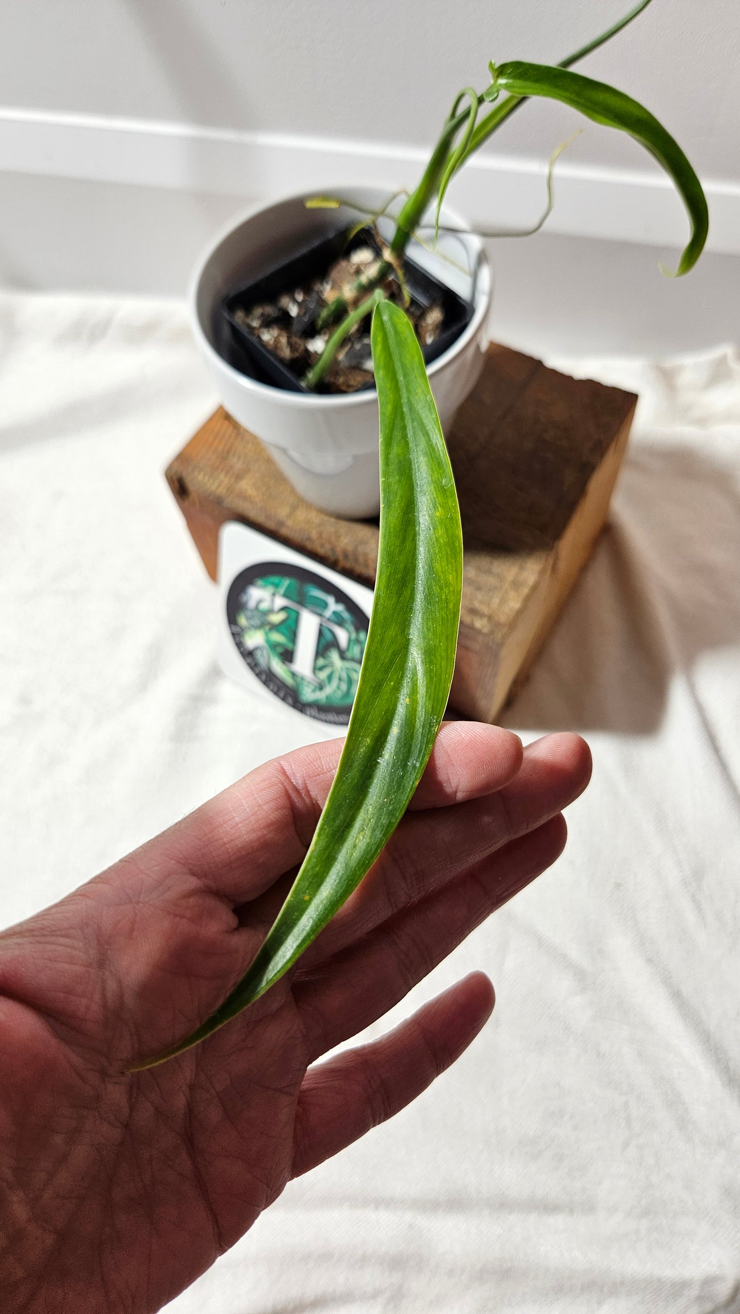 Philodendron Holtonianum Super Narrow (PHI-529)