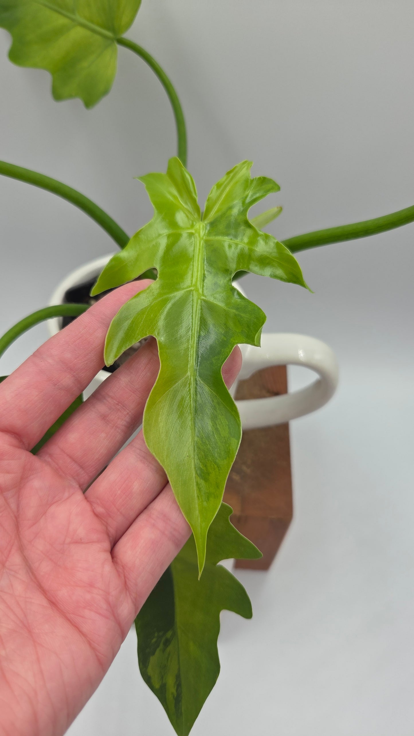 Philodendron Radiatum Variegata (PHI-1020)