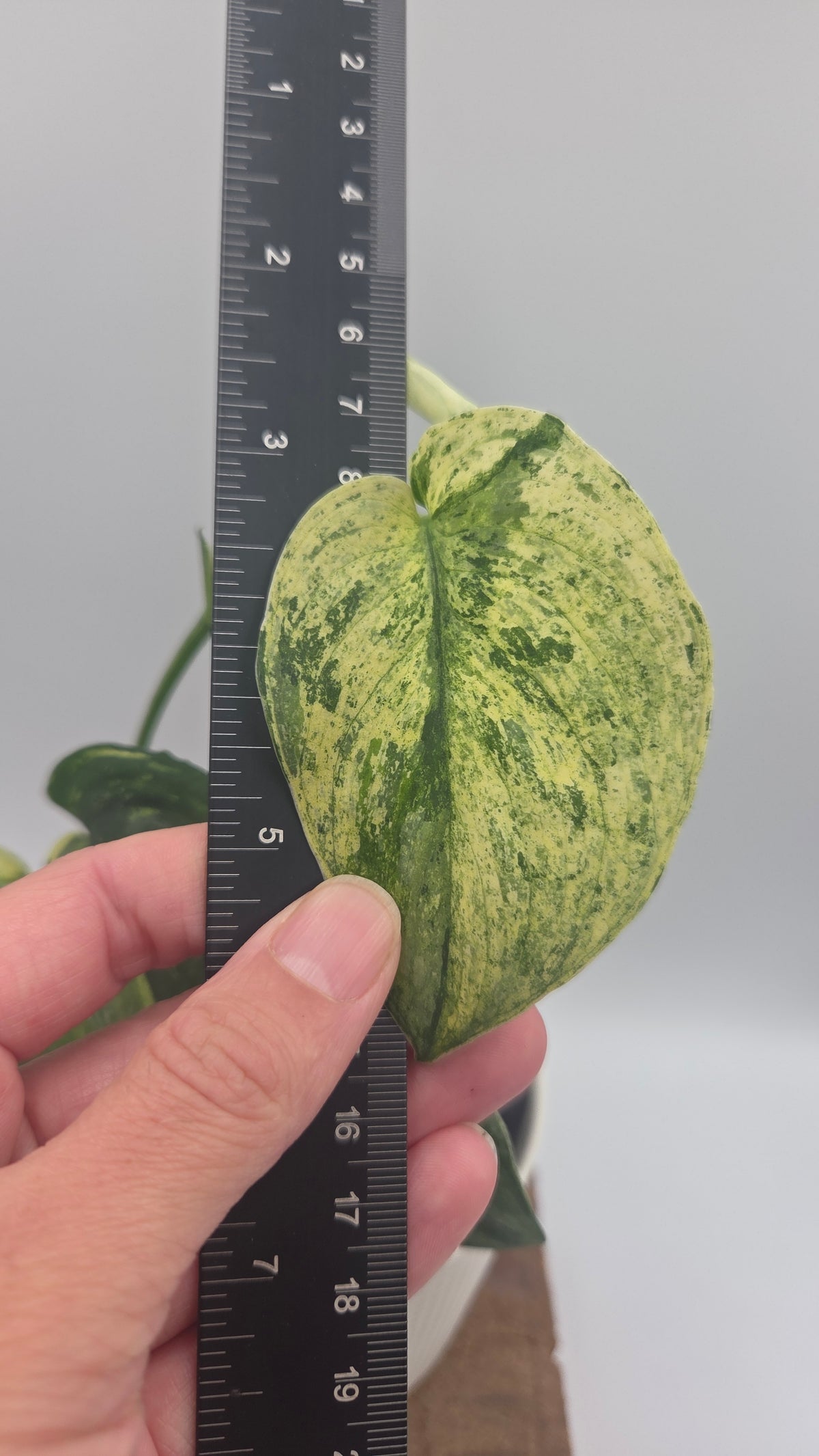 Scindapsus Silver Splash Tricolore (SCI-1231)