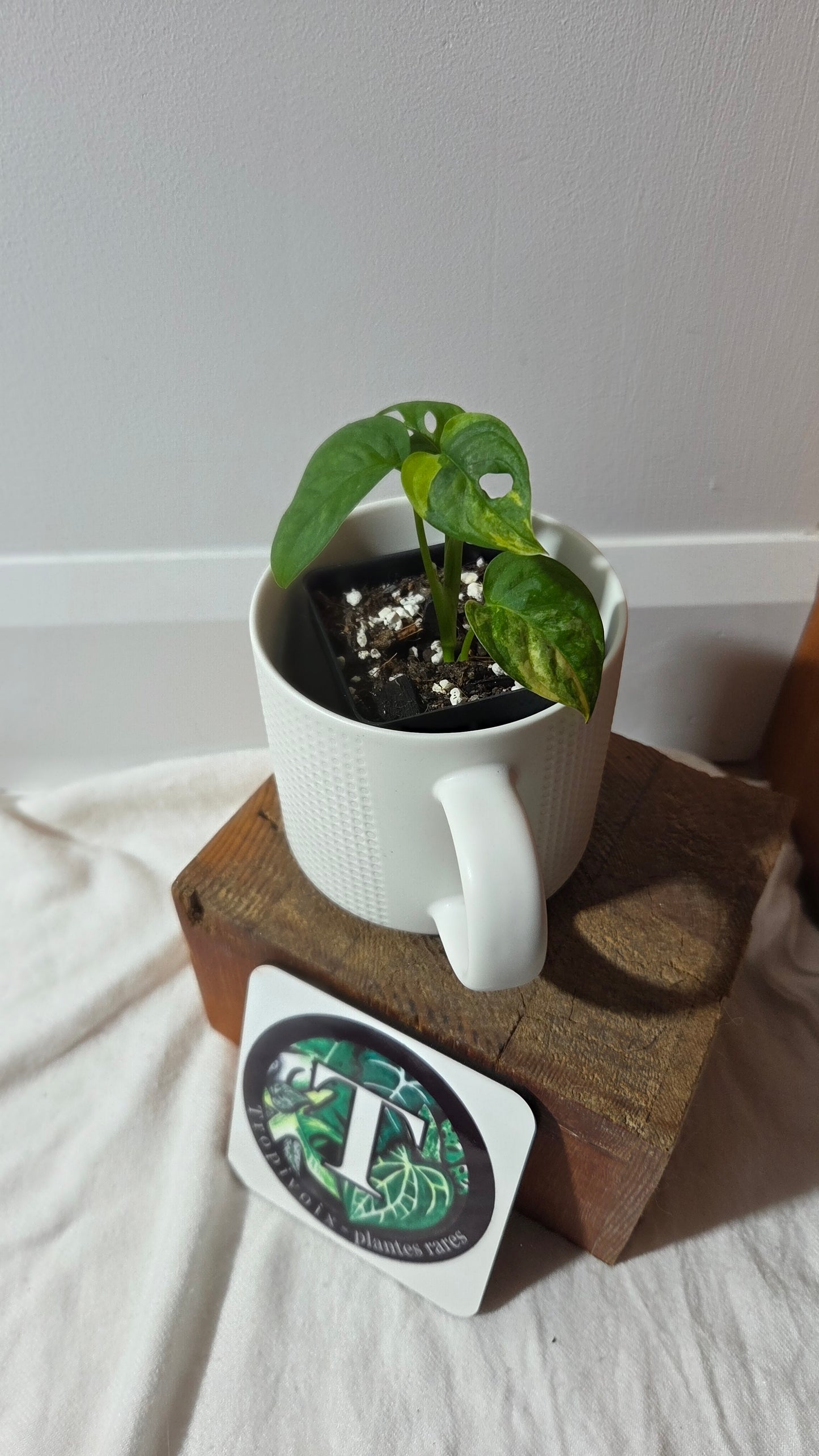 Monstera Andasonii Aurea (MON-496)