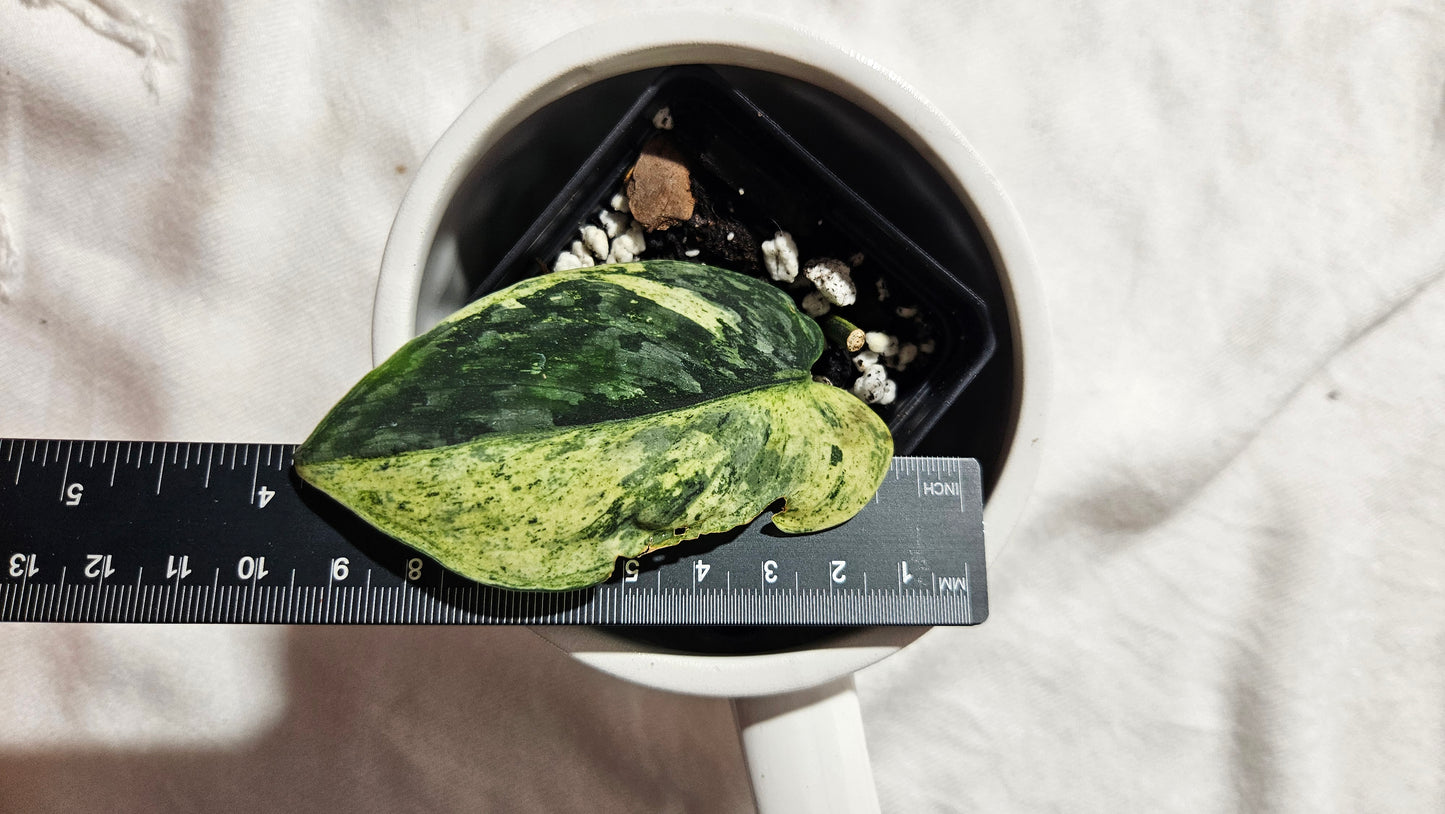 Scindapsus Silver Cloud mutation (SCI-1089)