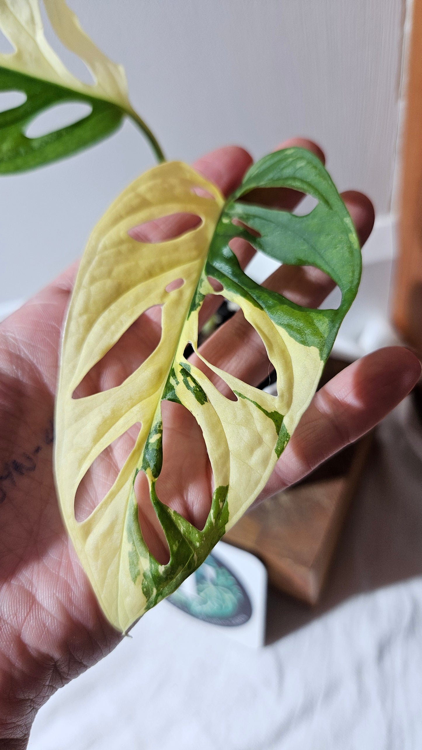 Monstera Andasonii Tricolore (MON-416)