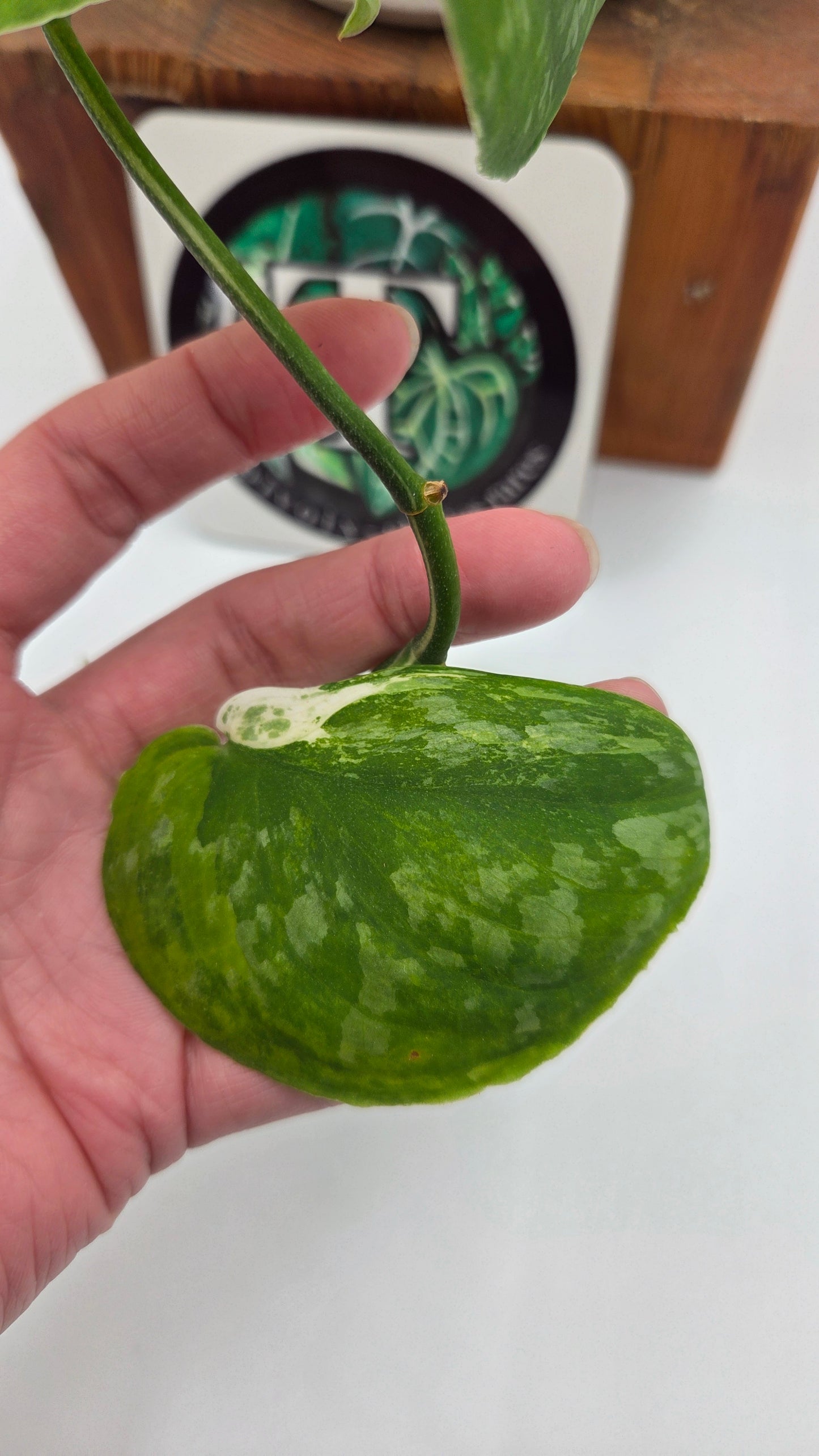 Scindapsus Silver Splash "Green on Green" (SCI-14345)