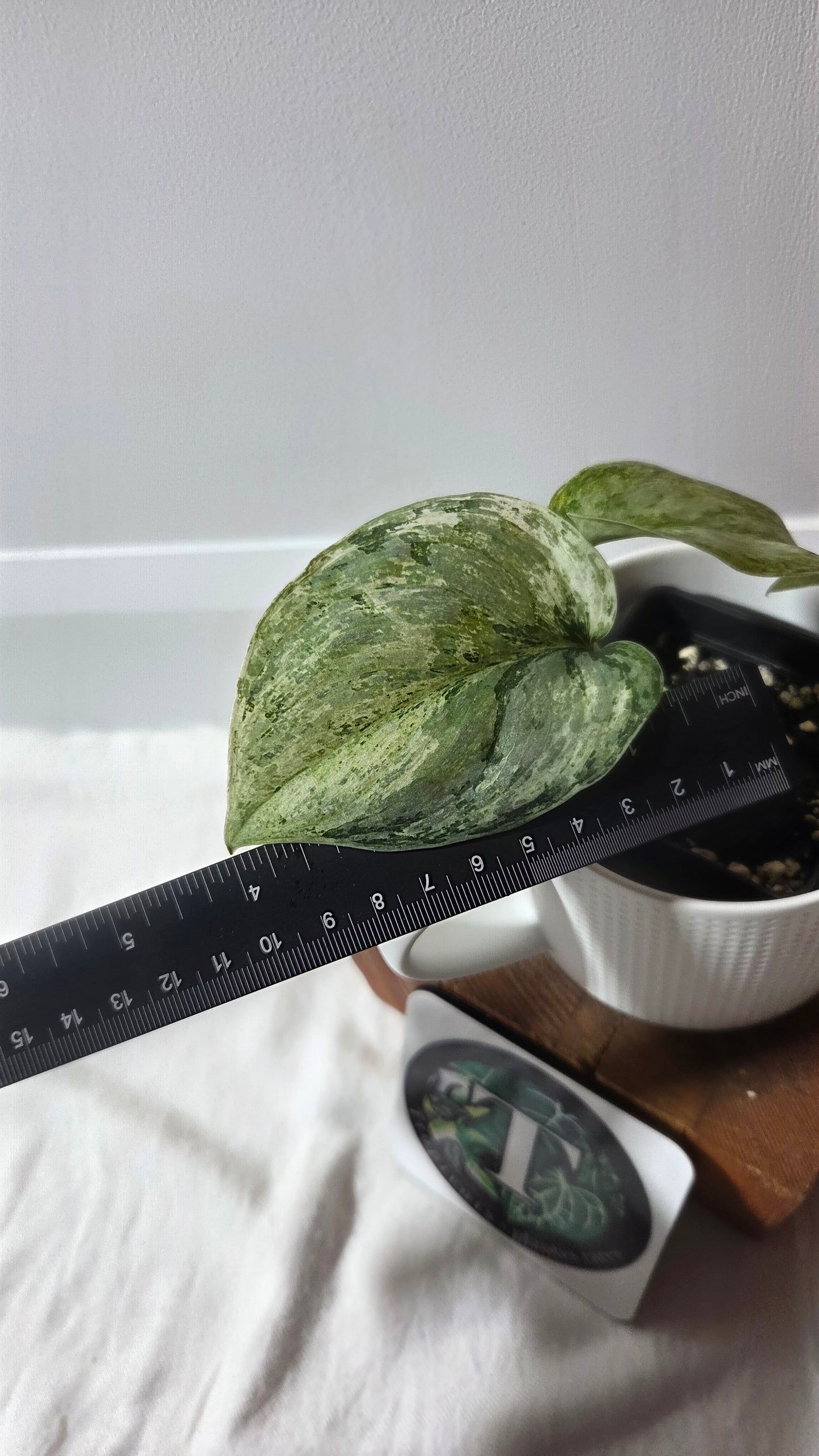 Scindapsus Peasun (SCI-1354)