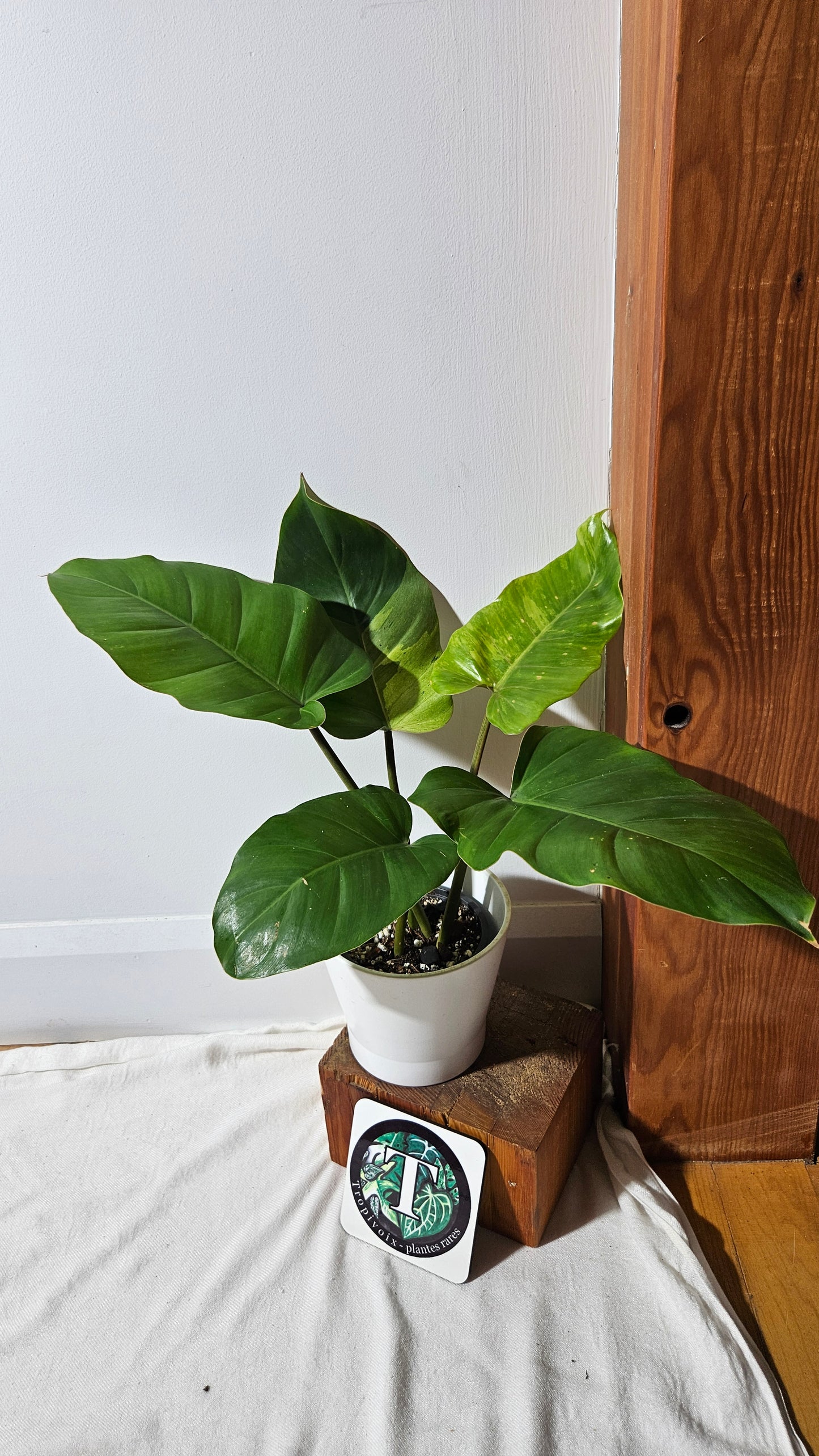 Philodendron Jungle Fever (PHI-822)