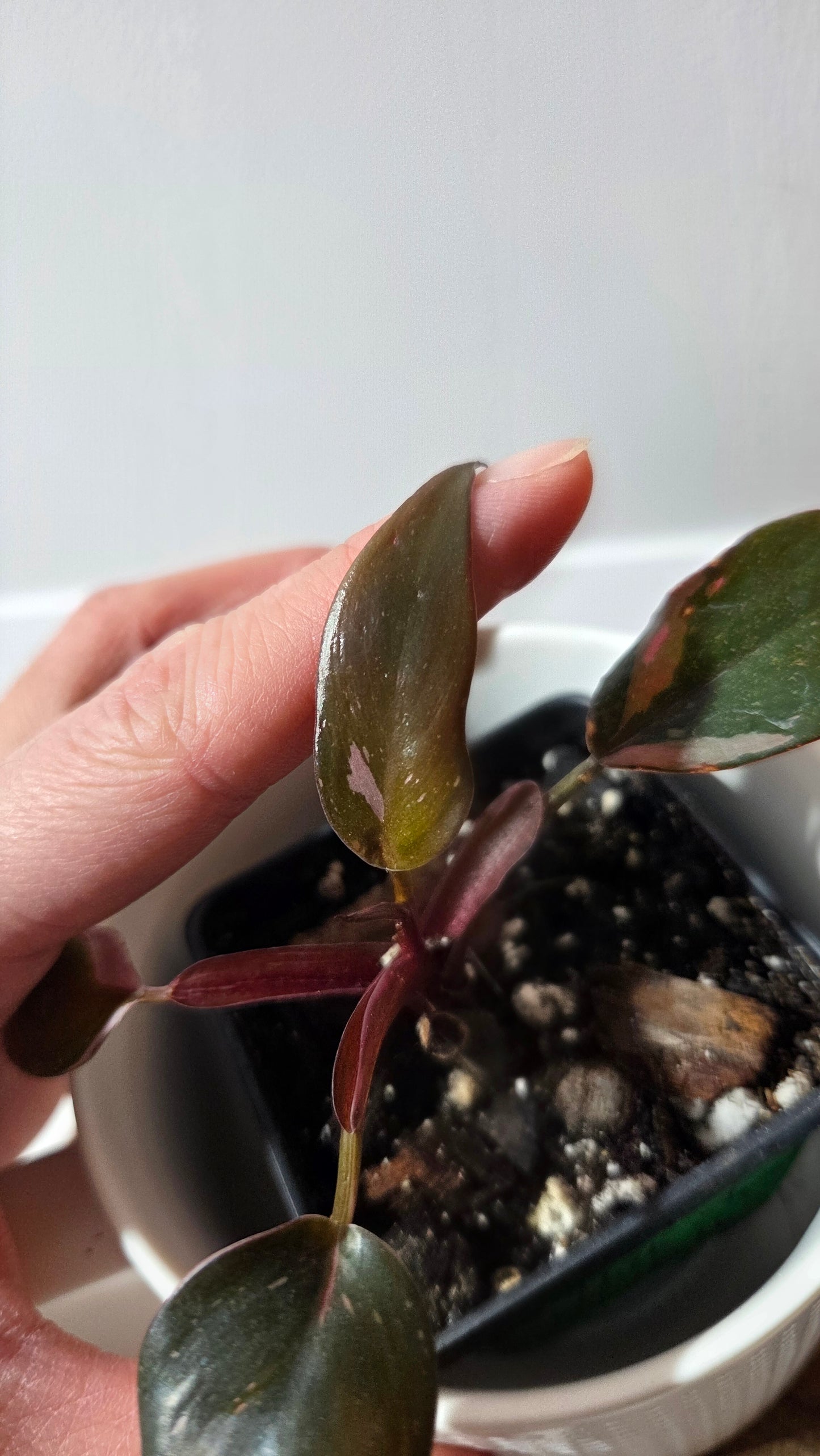 Philodendron Black Cherry (PHI-986)