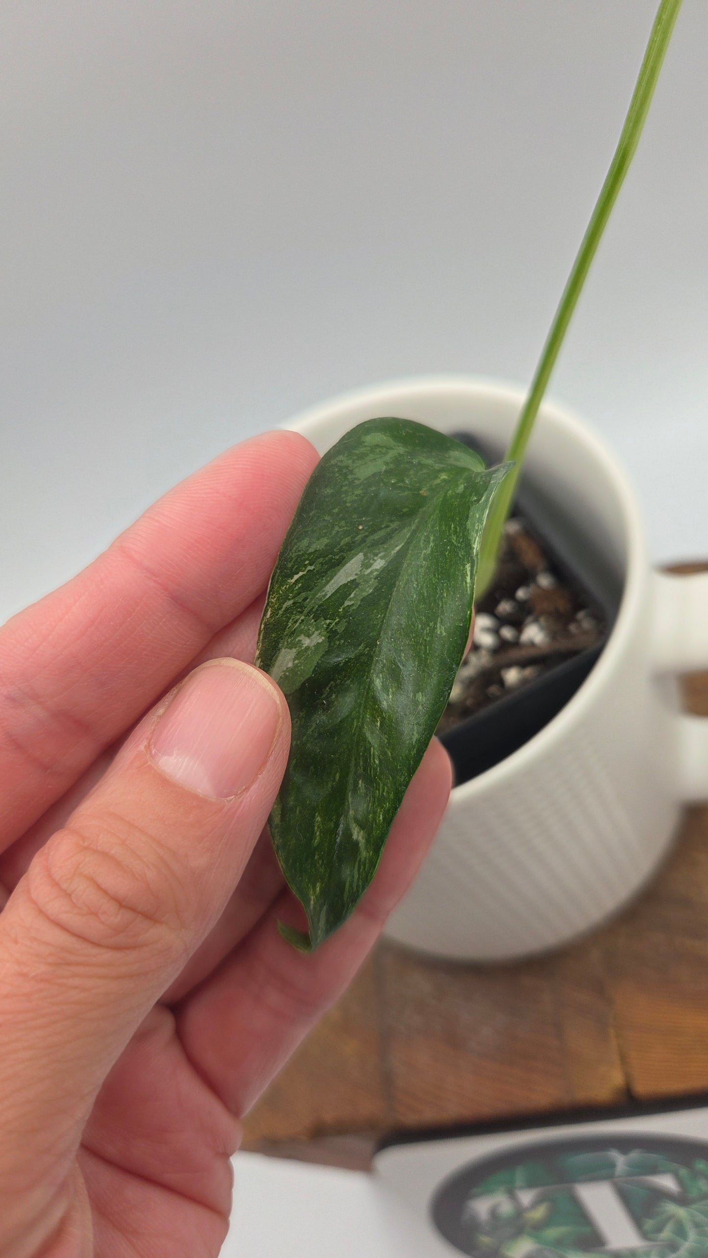 Epipremnum pinnatum Albo (EPI-241)