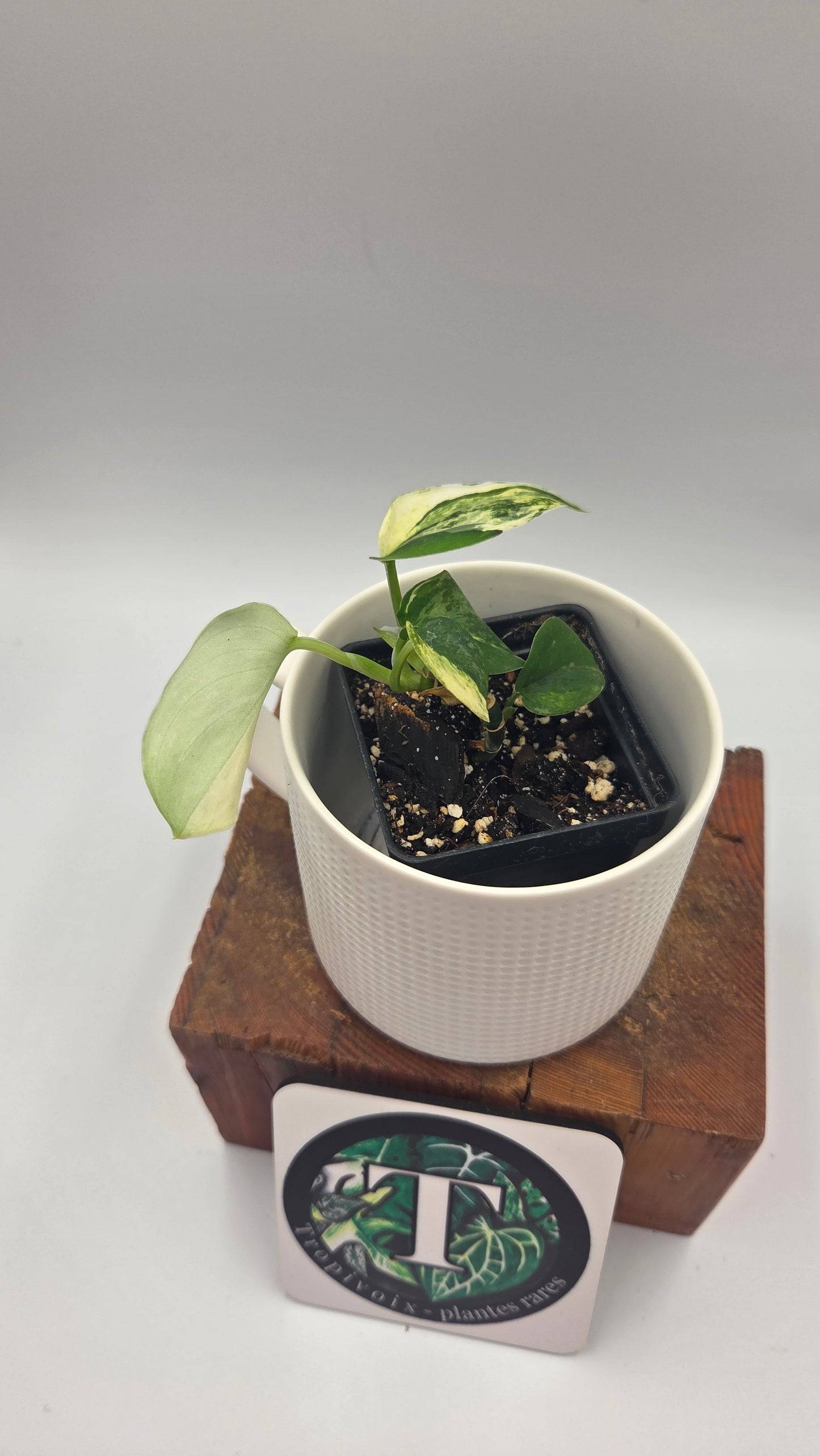 Scindapsus Silver Splash Variegata (SCI-568)