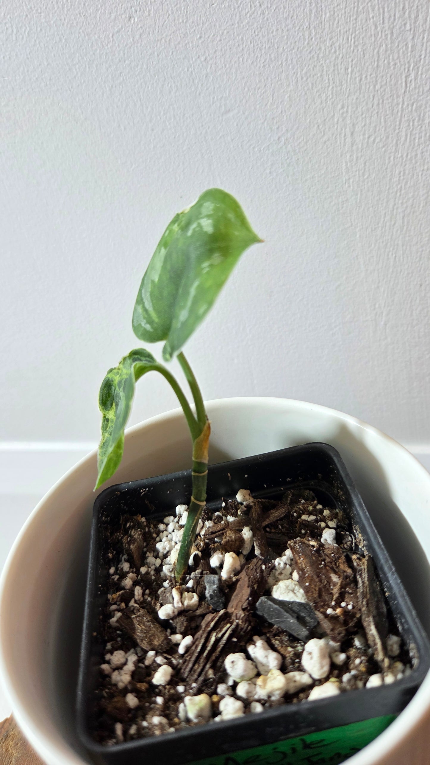 Scindapsus Argyraeus Mejile  (SCI-1381)