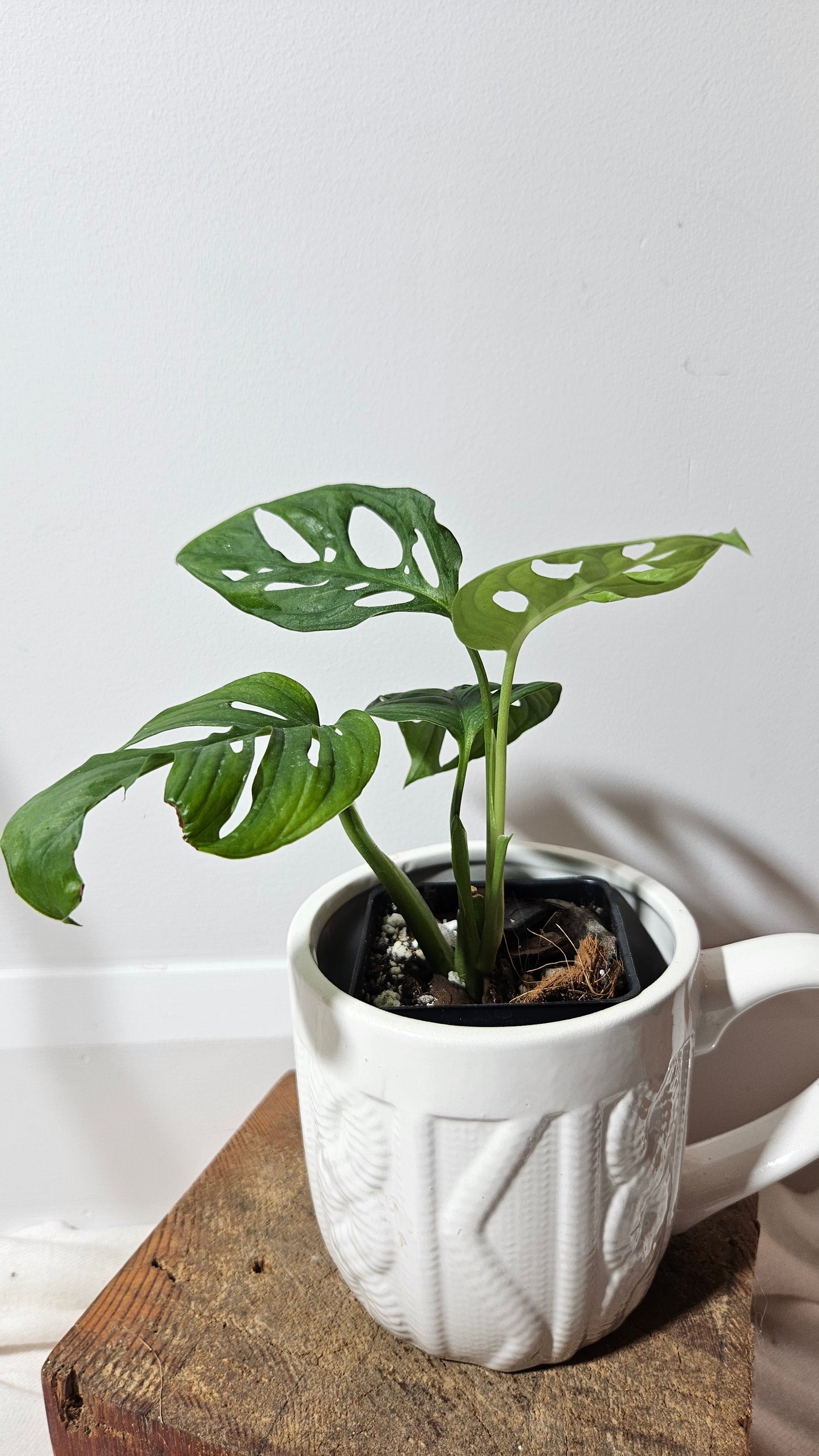 Monstera Acuminata (MON-225)