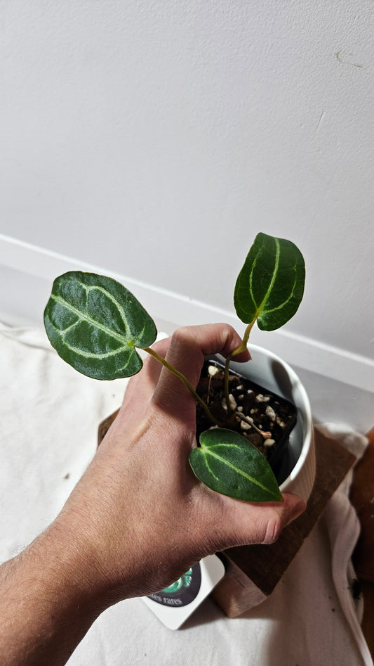 Anthurium Forgetii X Carlablackiae "format PETIT" (ANT-632)