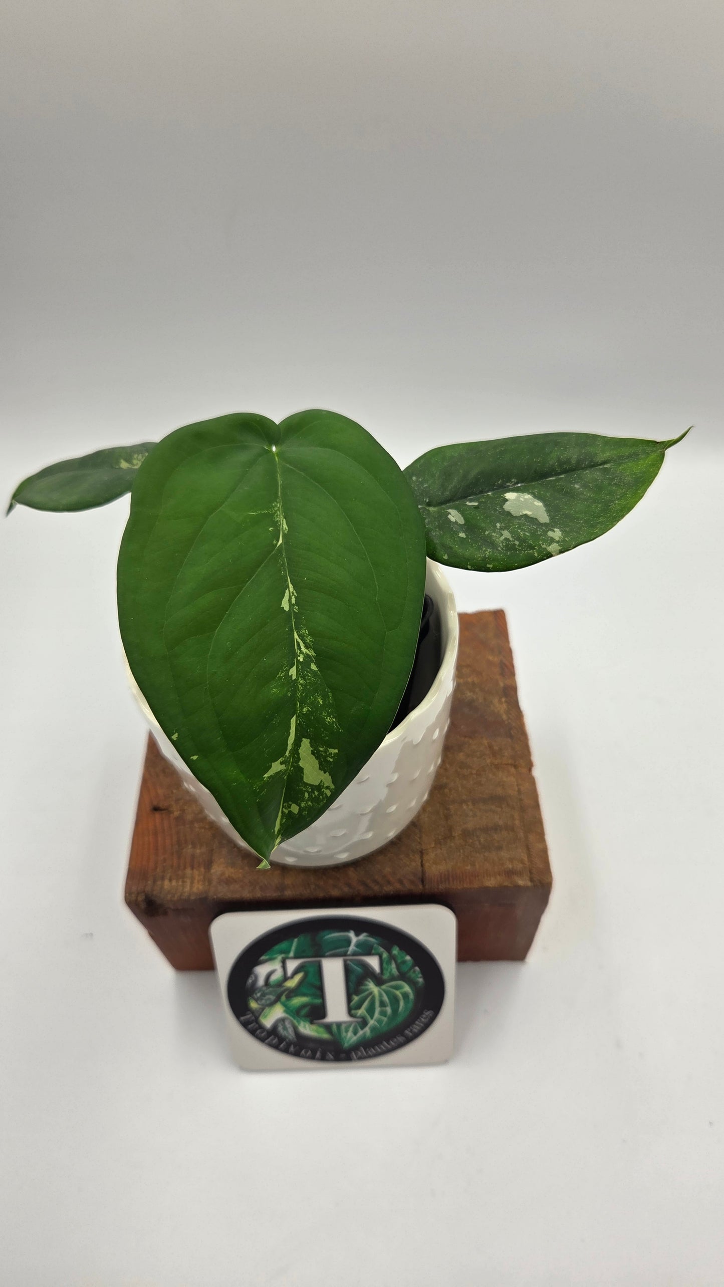 Syngonium Chiapense Albo (SYN-466)