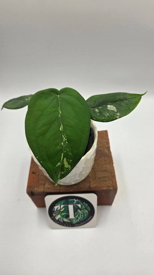 Syngonium Chiapense Albo (SYN-466)
