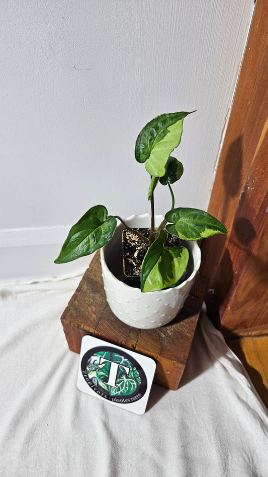Syngonium Three kings (SYN-081)