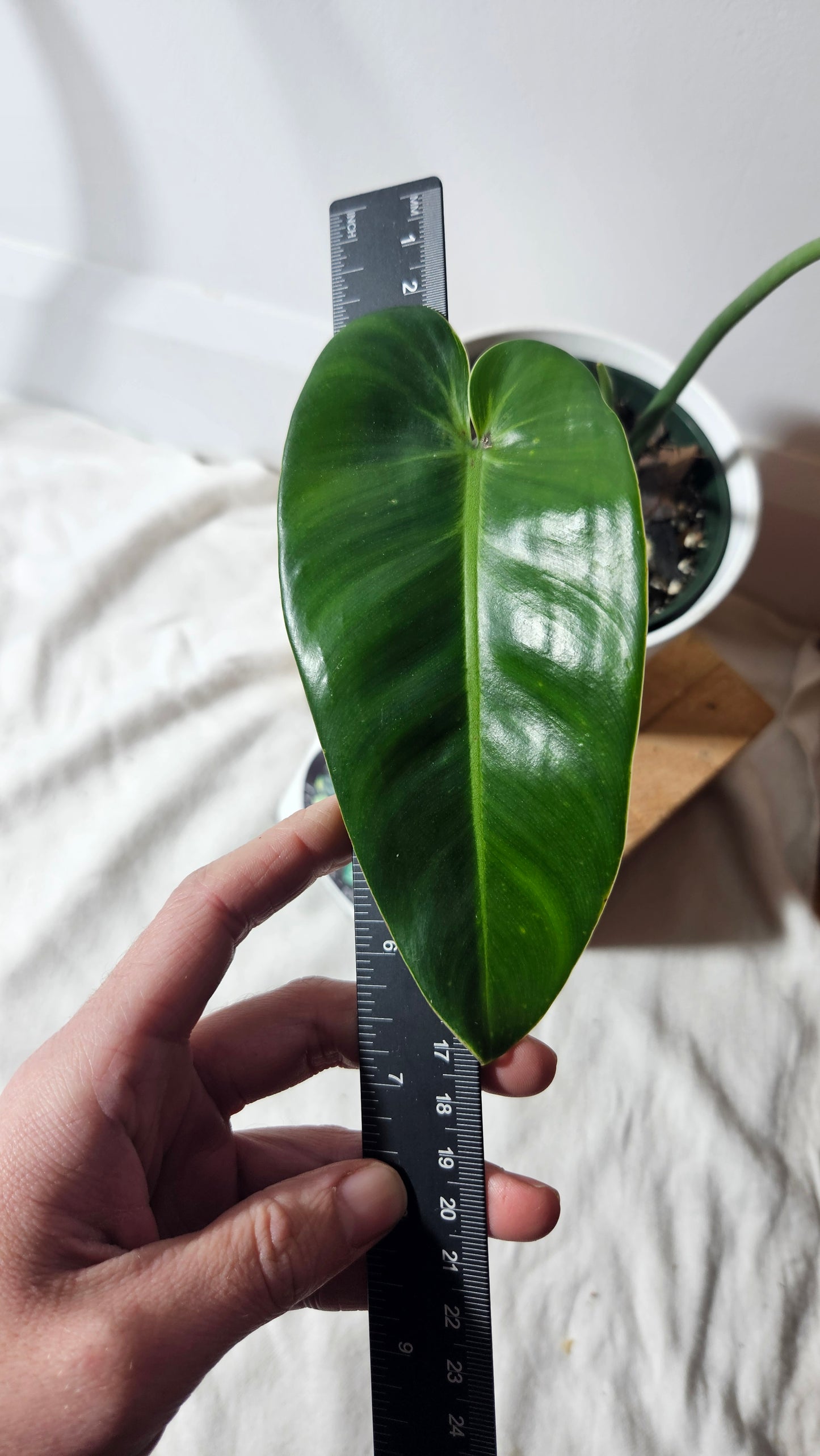 Philodendron Ilsemanii Green (PHI-662)