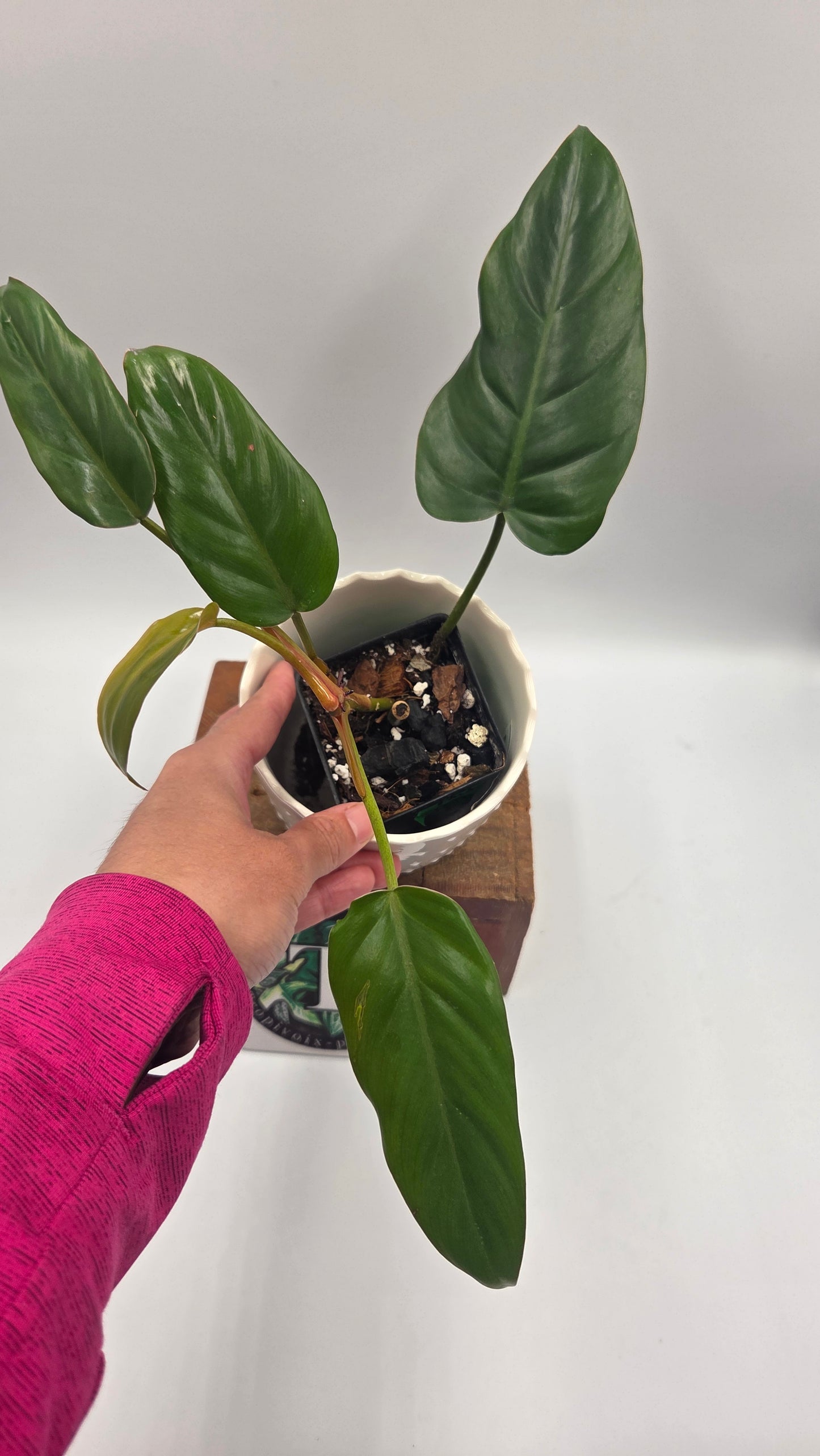 Philodendron Erubescens Chocolate (PHI-1068)