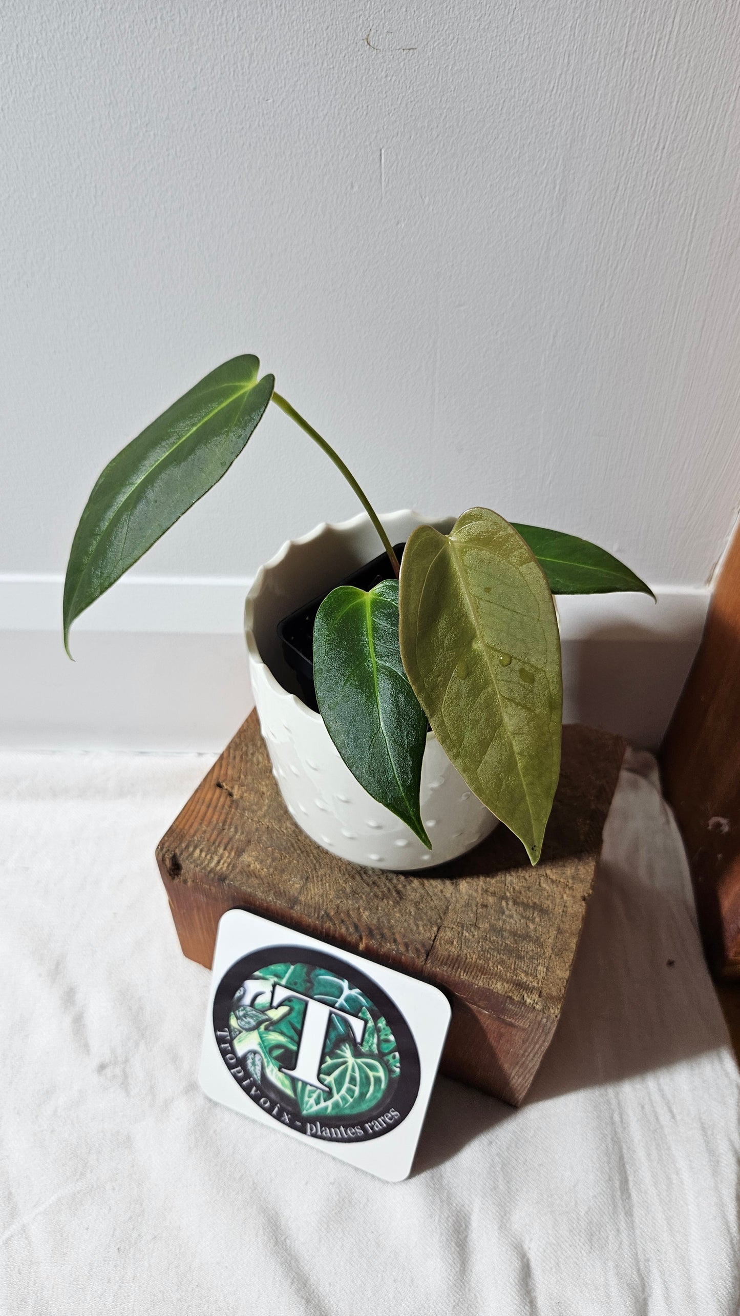 Anthurium Silver Blush X Subsignatum "format PETIT" (ANT-176)