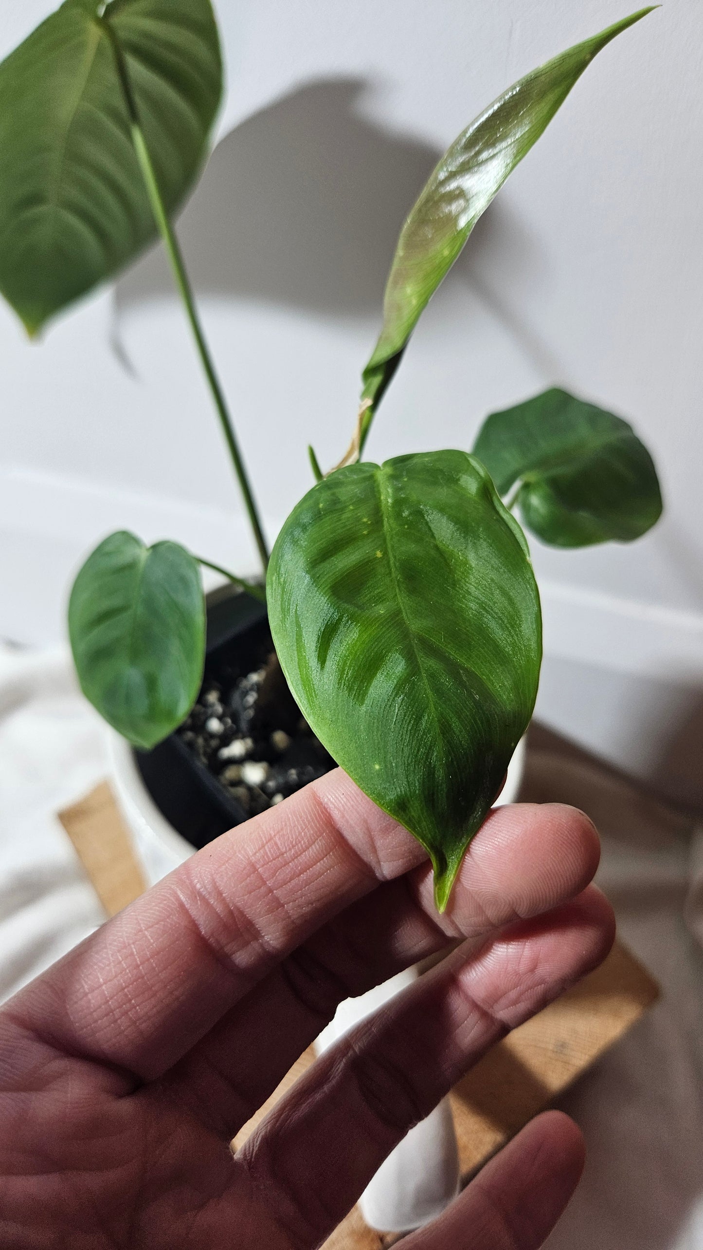 Philodendron Sharoniae (PHI-650)