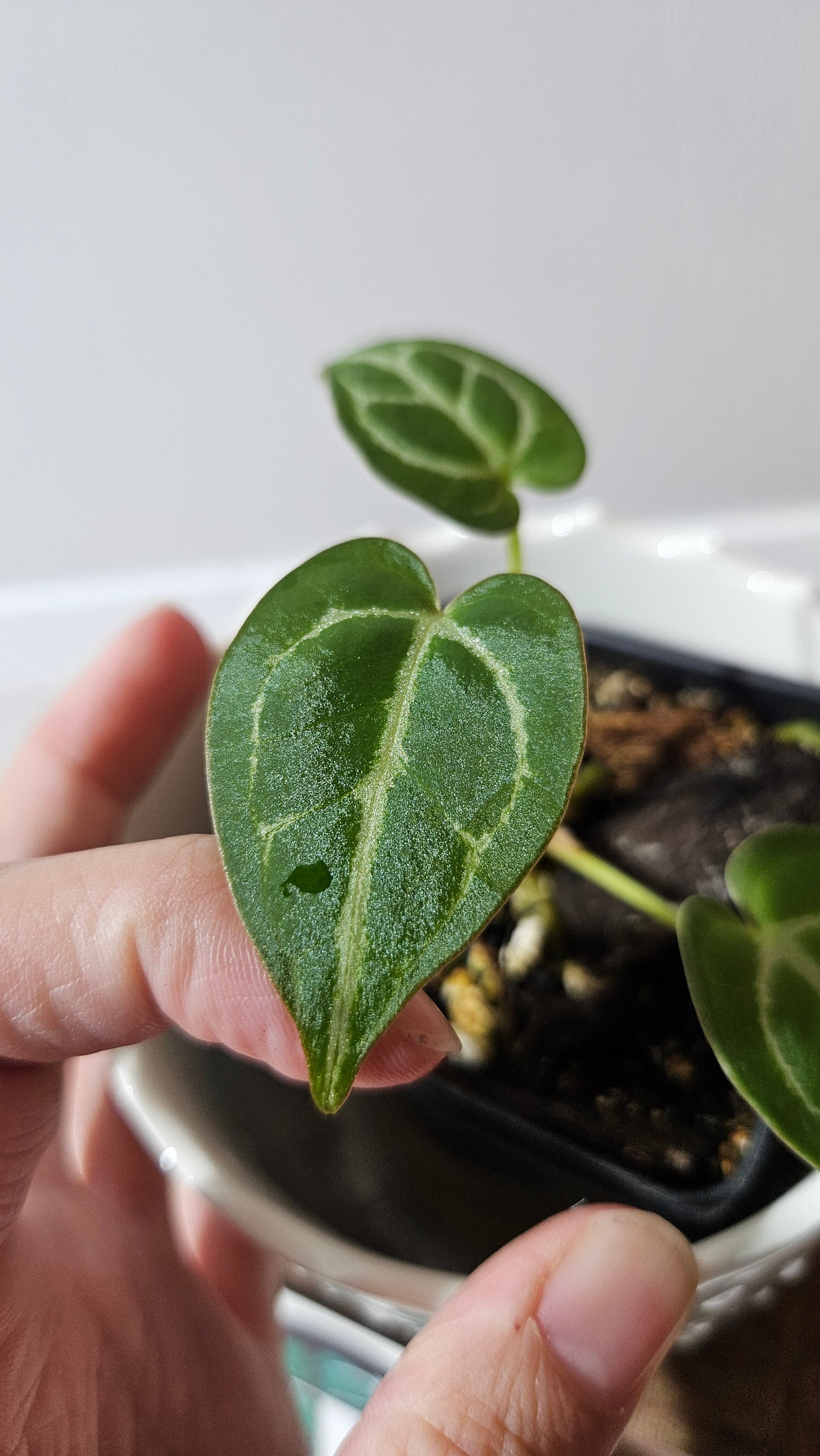 Anthurium Crystallinum Hybrid "SEEDLING format" (ANT-150)