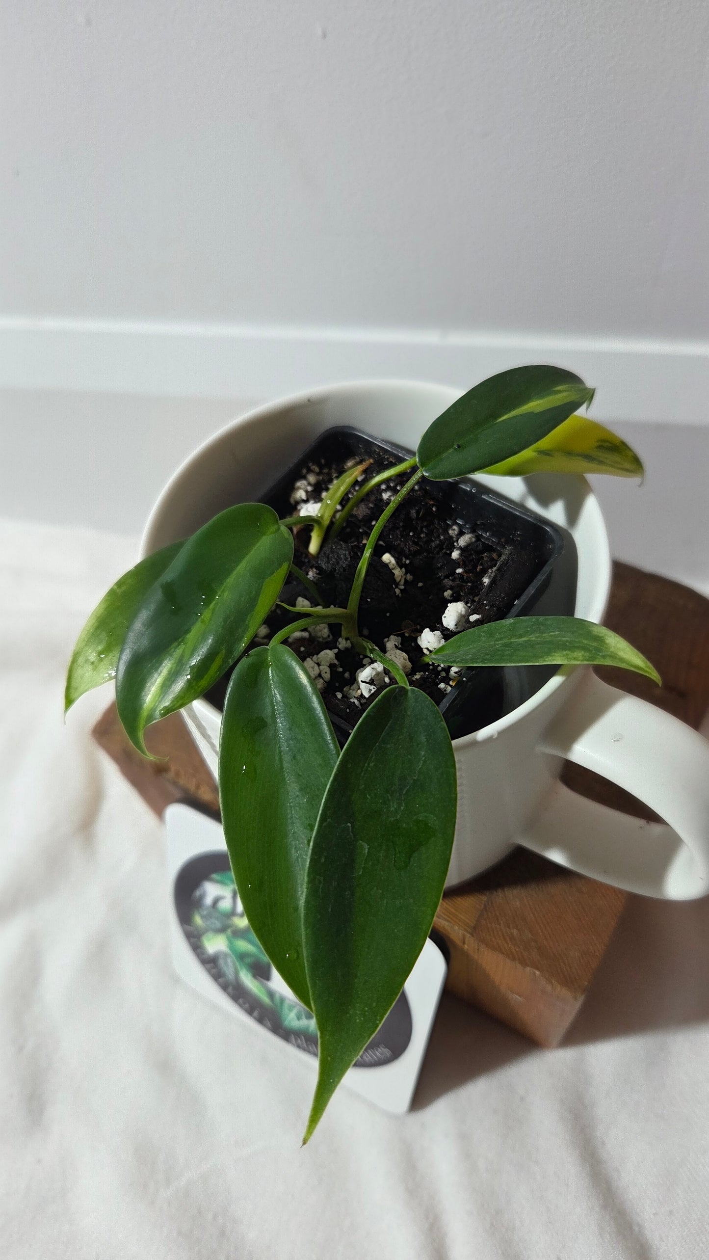 Philodendron Florida Beauty (PHI-1015)