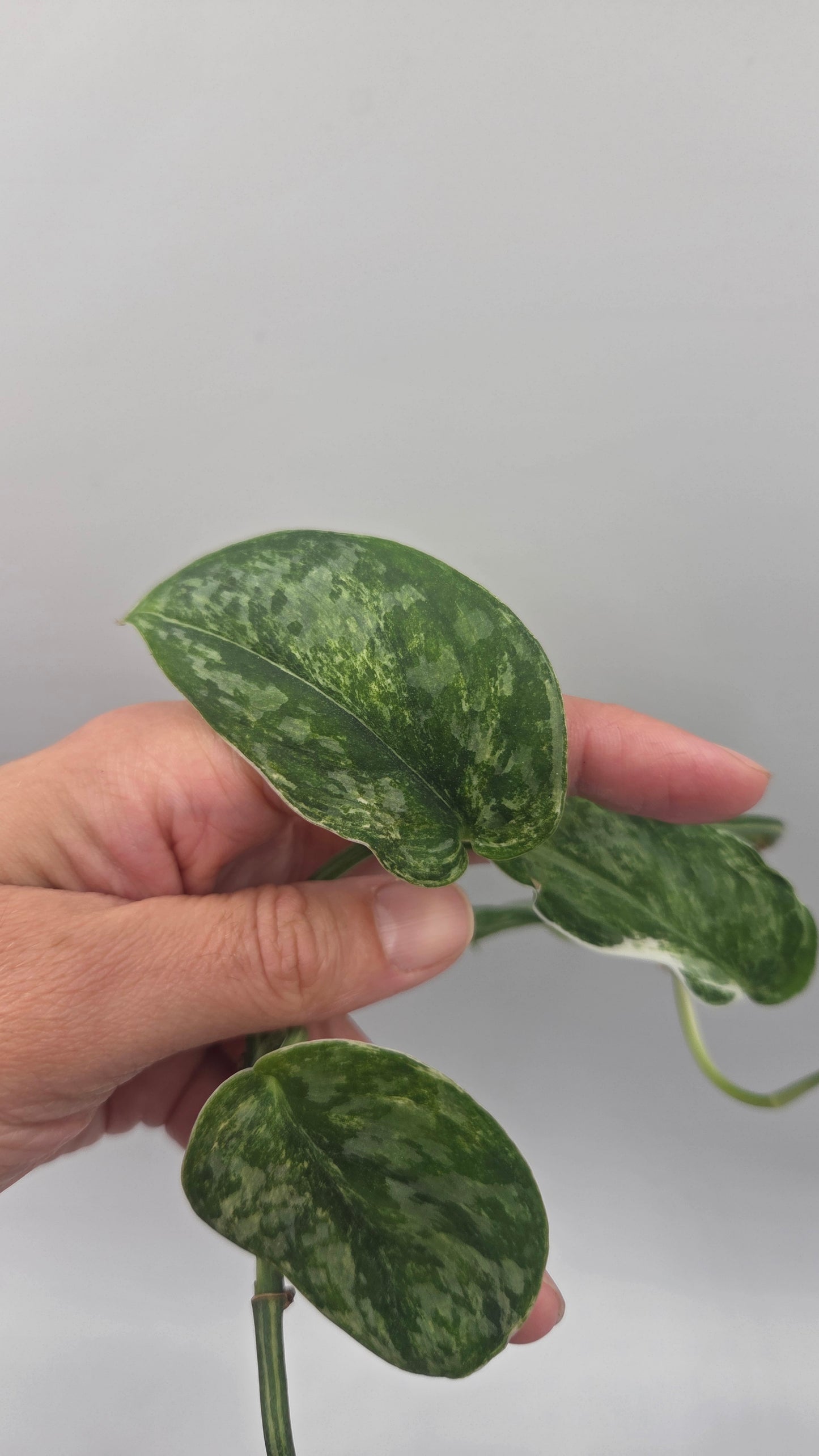 Scindapsus Exotica Salaka Tricolore (SCI-894)