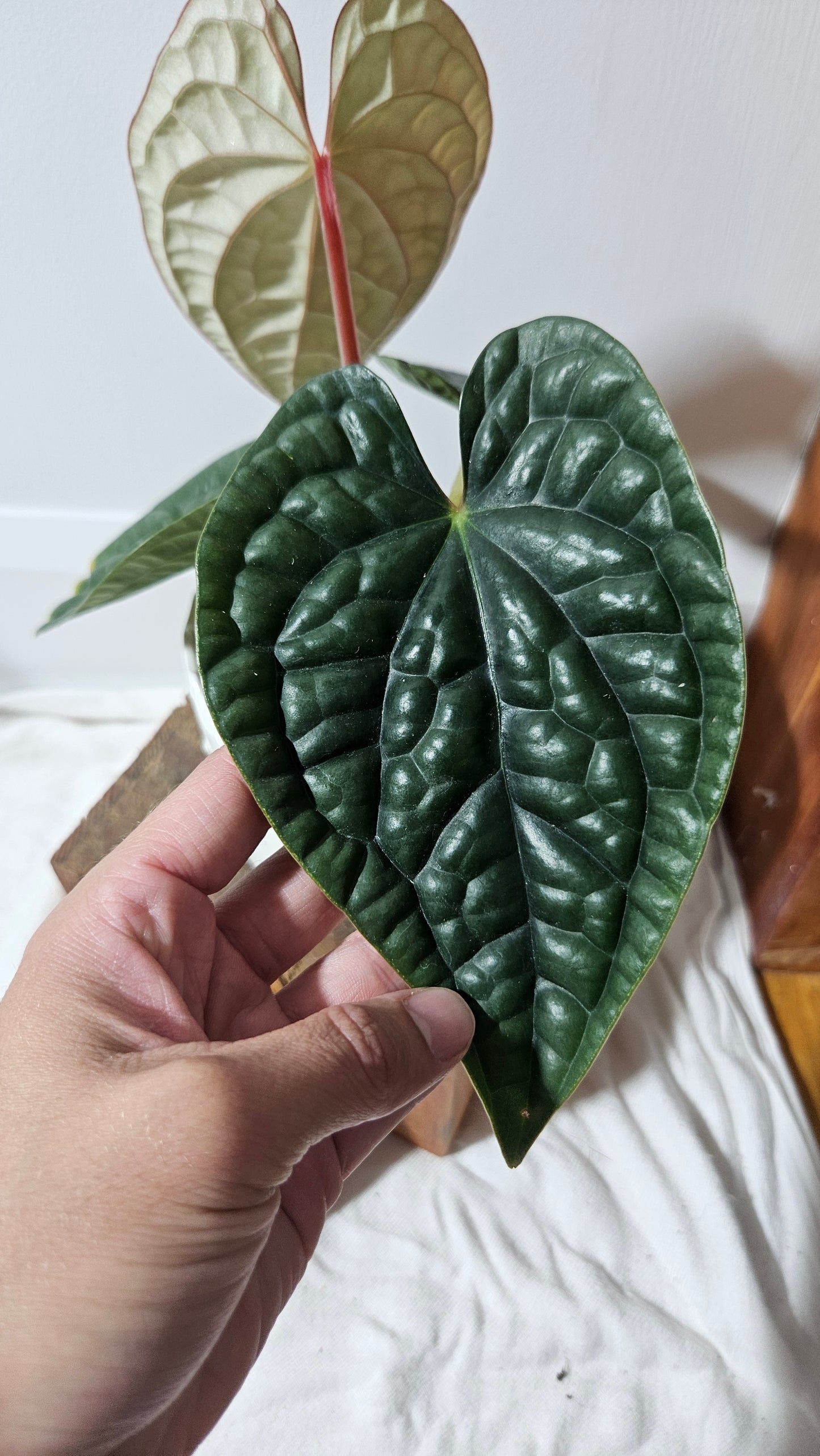 Anthurium Luxurian Platinum "format MOYEN" (ANT-169)